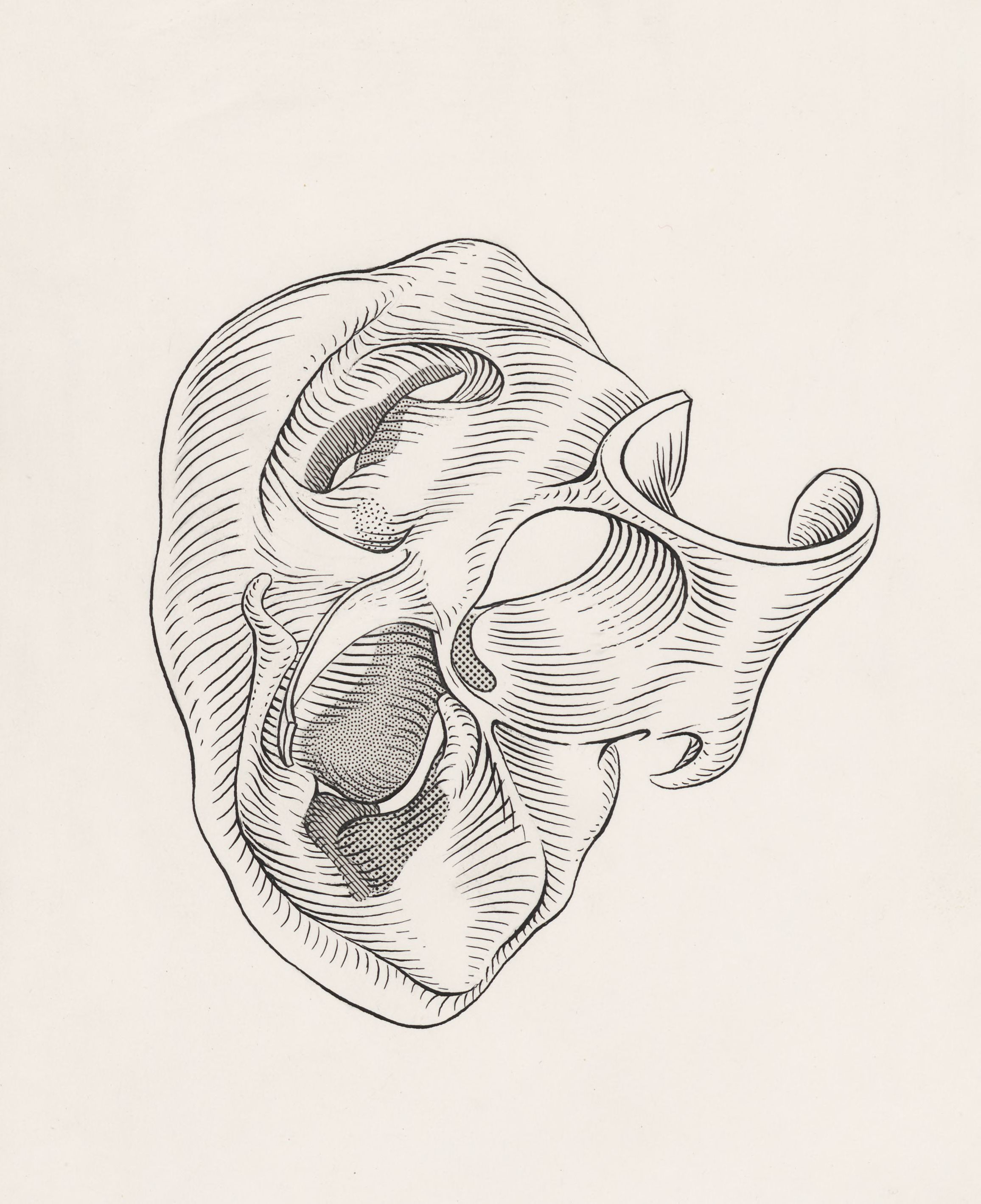 Cross section of a heart