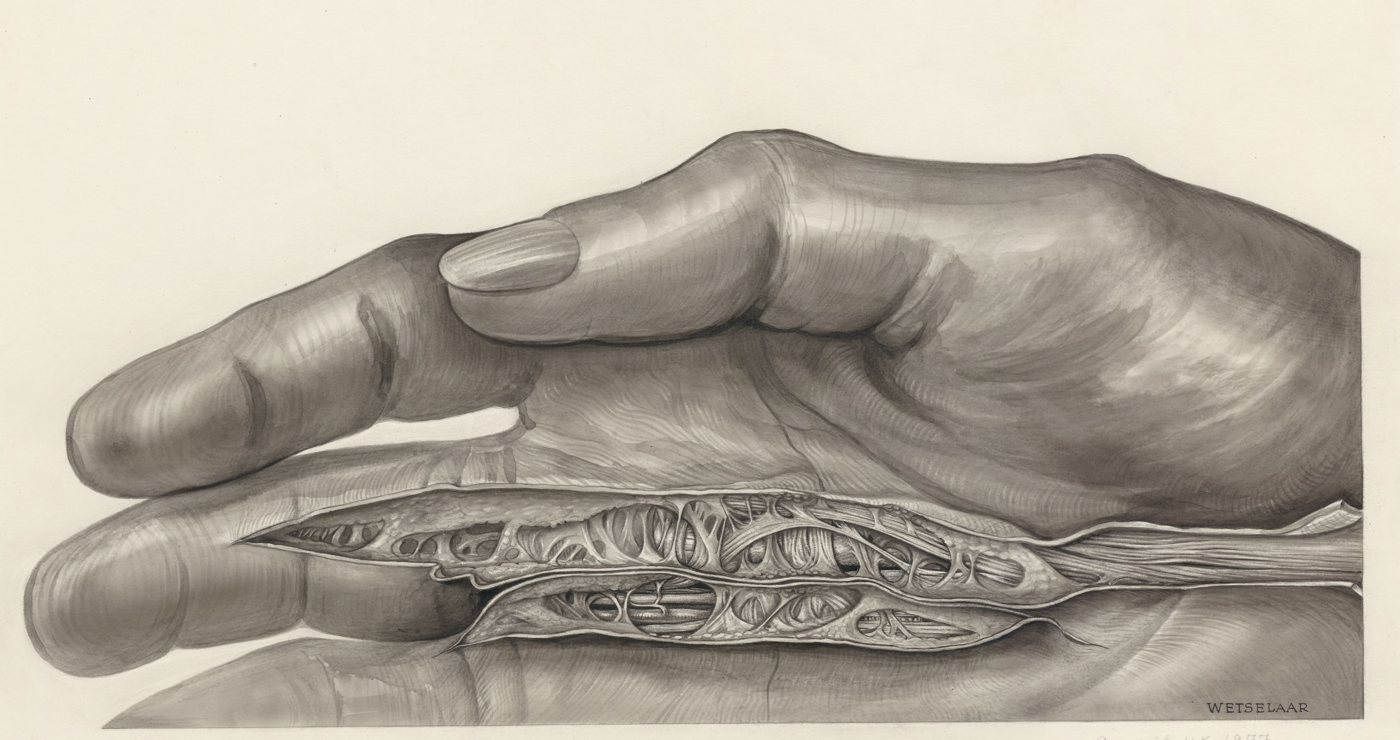 Muscular tissue of the hand