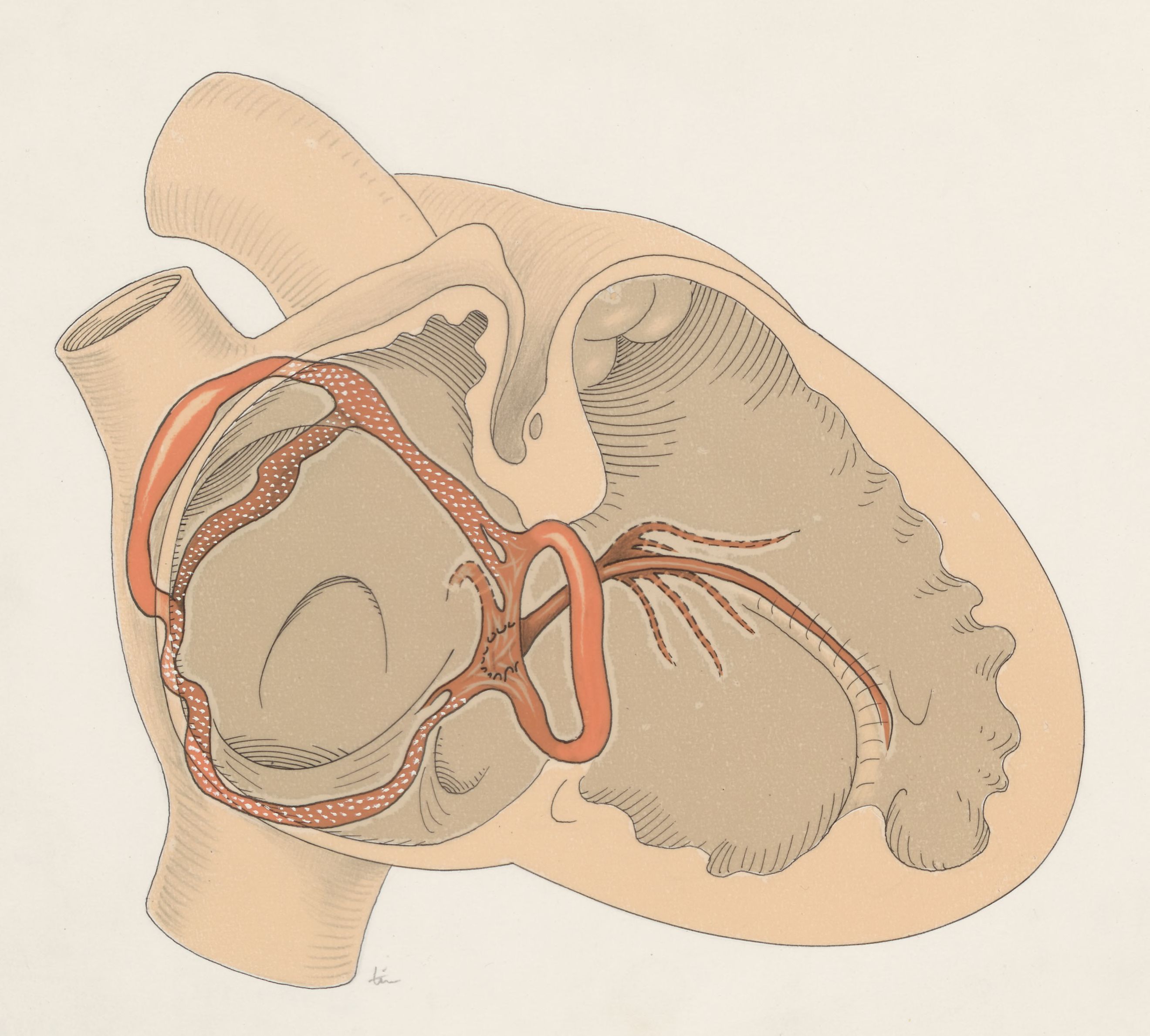 Reconstruction of the heart of an embryo