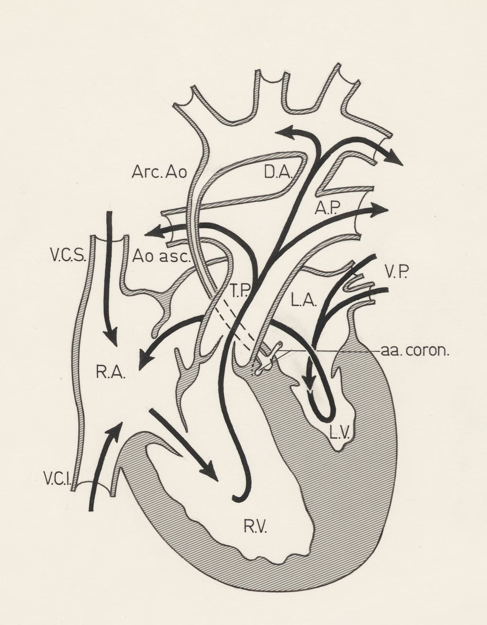 Schematic representation of the heart