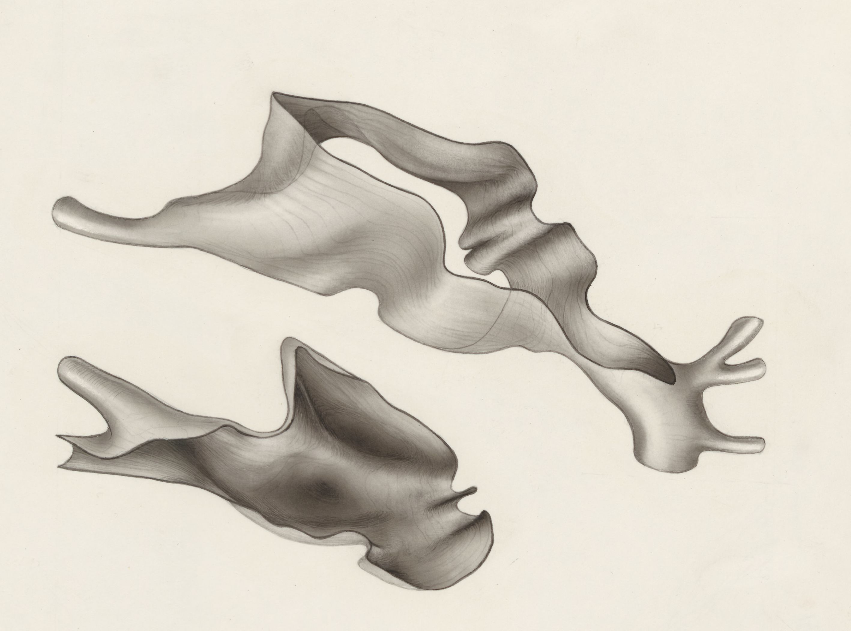 Part of the heart
