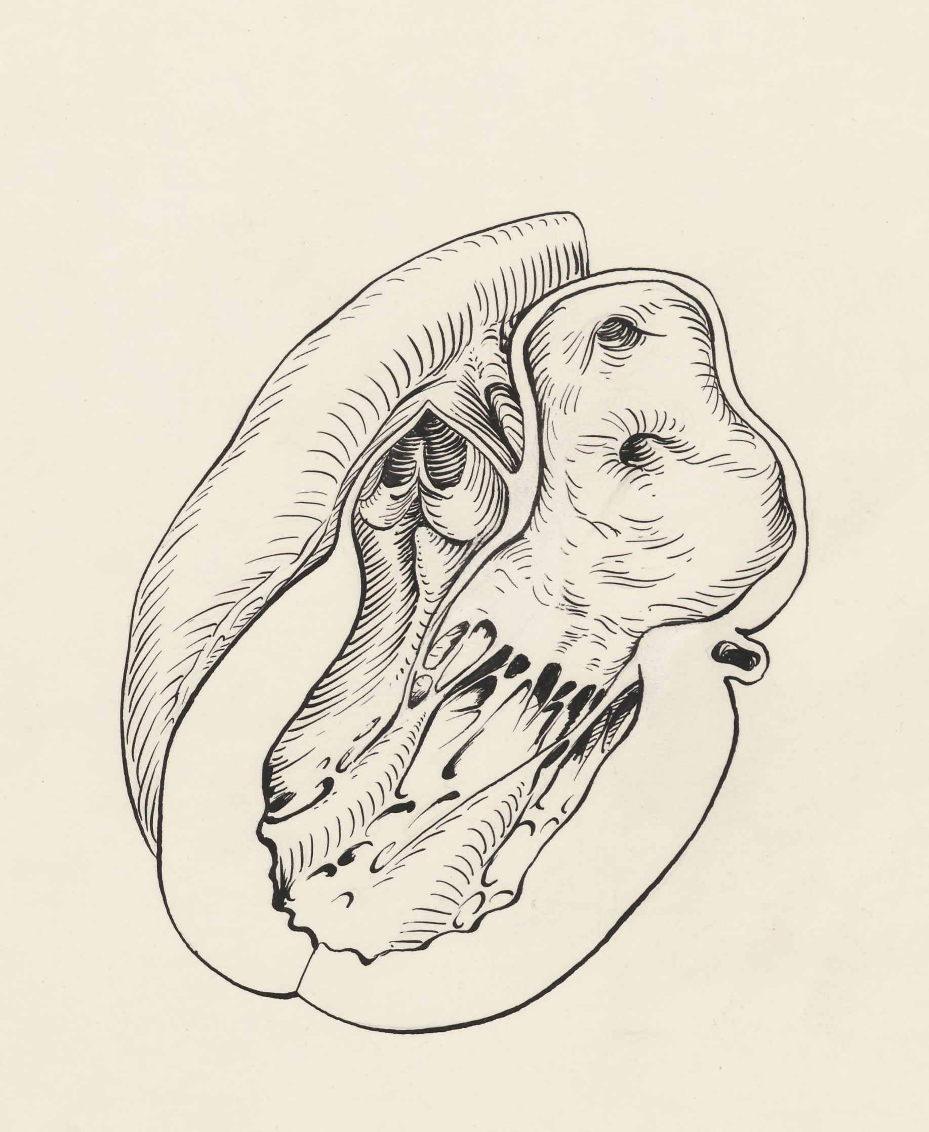 Cross section of a heart