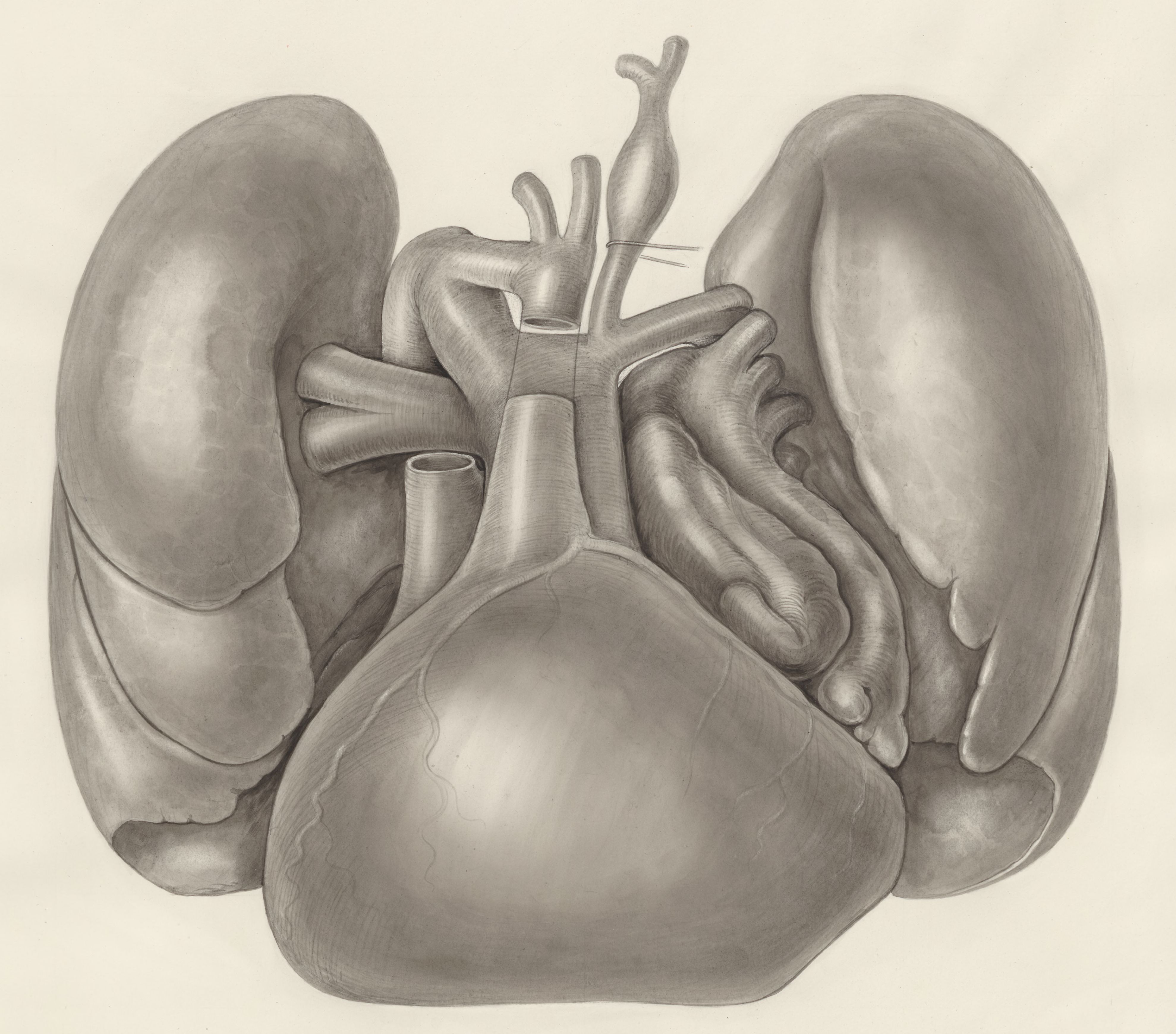 Heart and adjacent organs