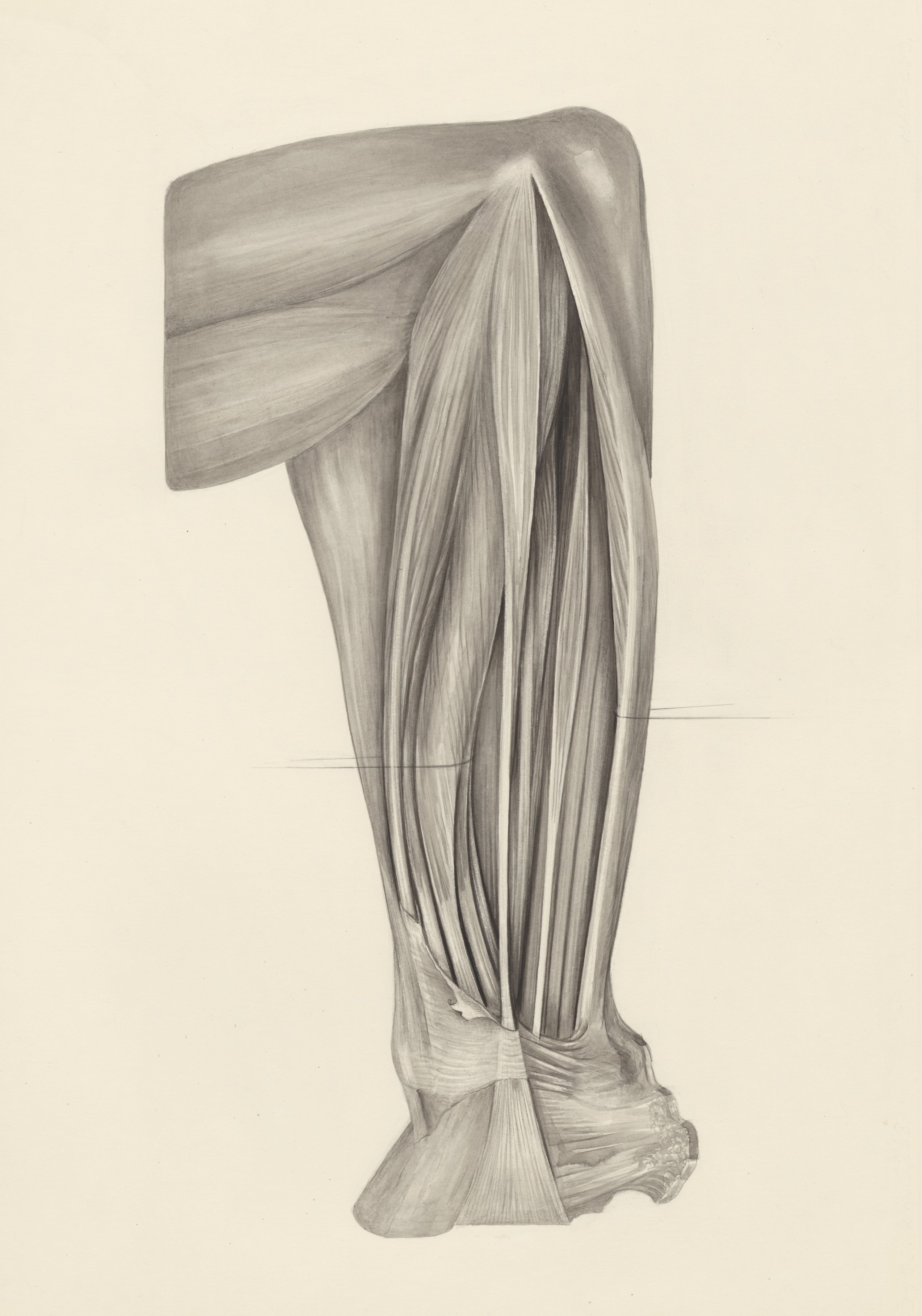 Muscular tissue of a mammal's finger