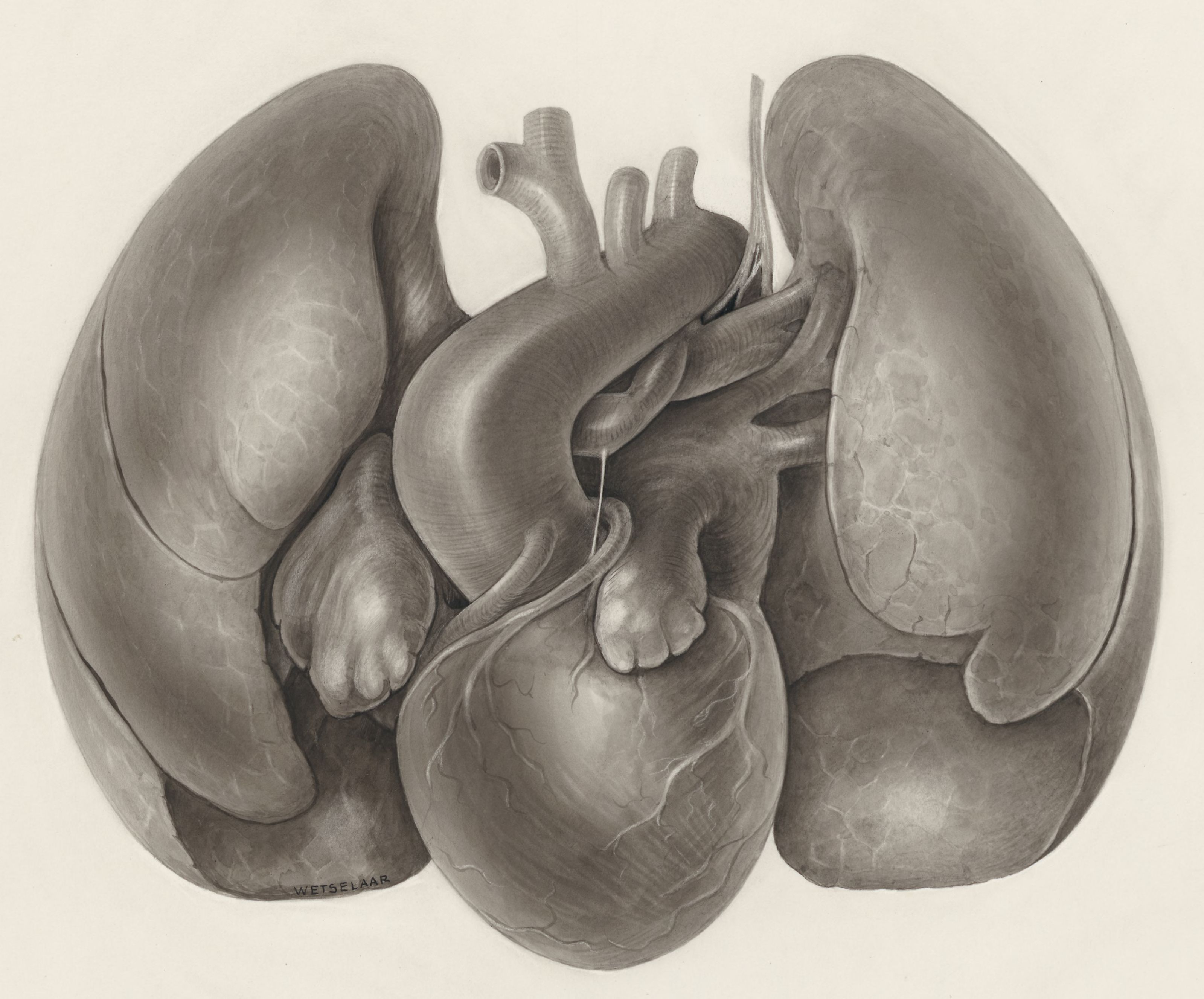 Heart and adjacent organs