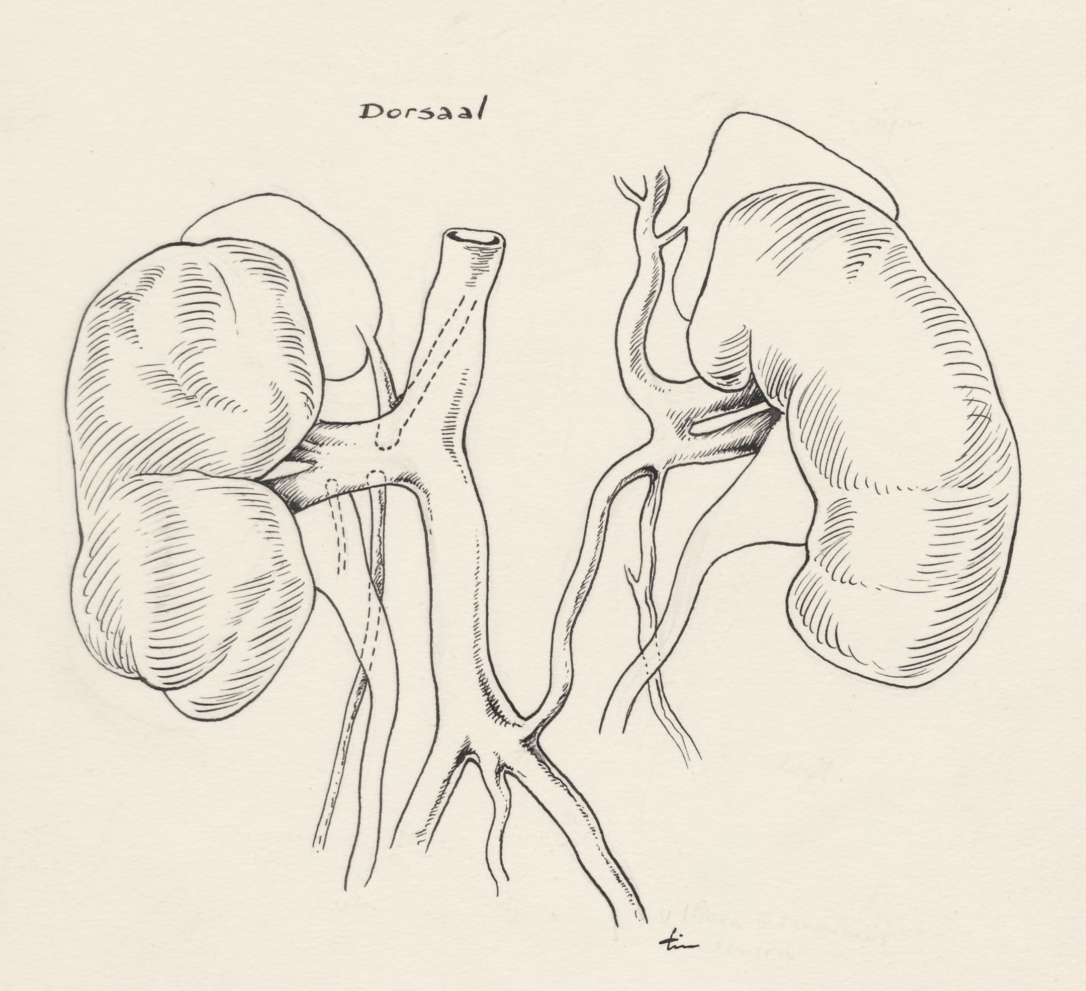 Organs adjacent to the heart