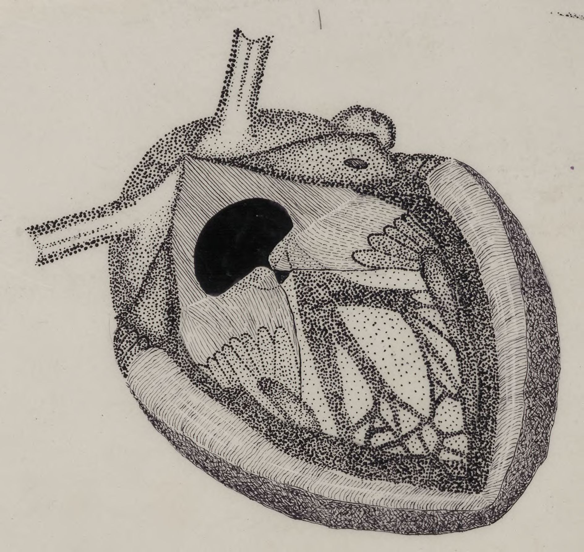 Part of the heart and circulatory system
