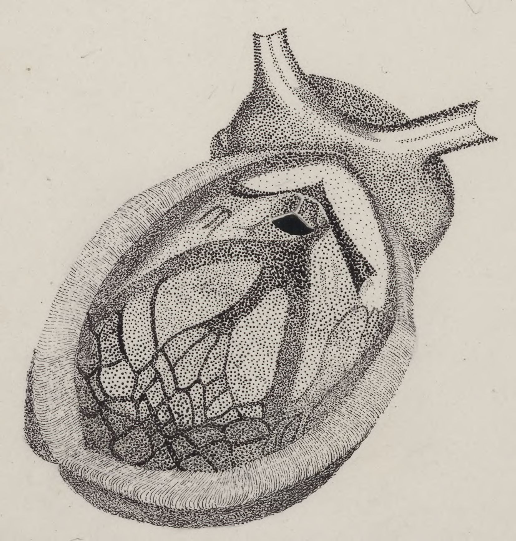 Part of the heart and circulatory system