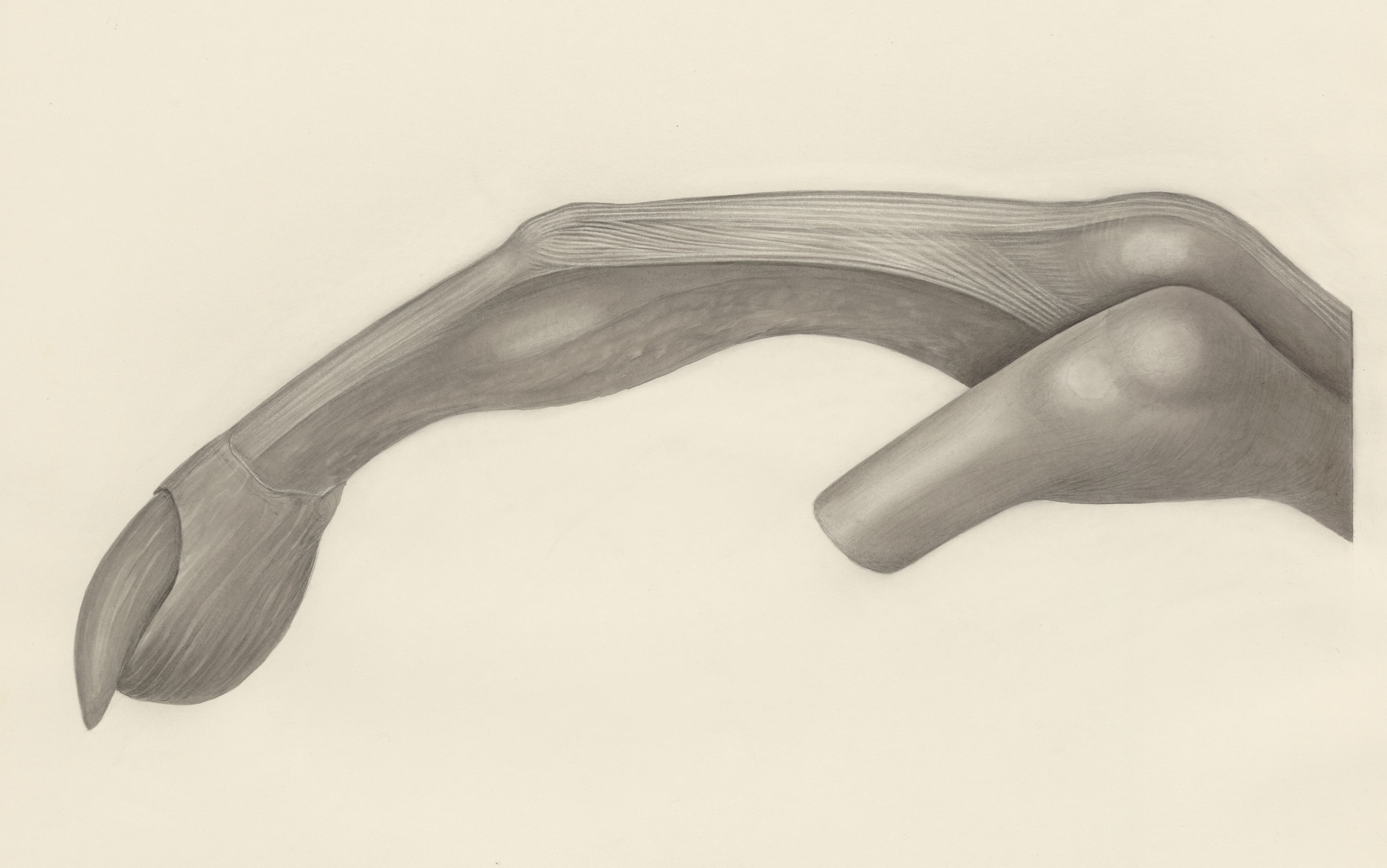 Muscular tissue of a mammal's finger