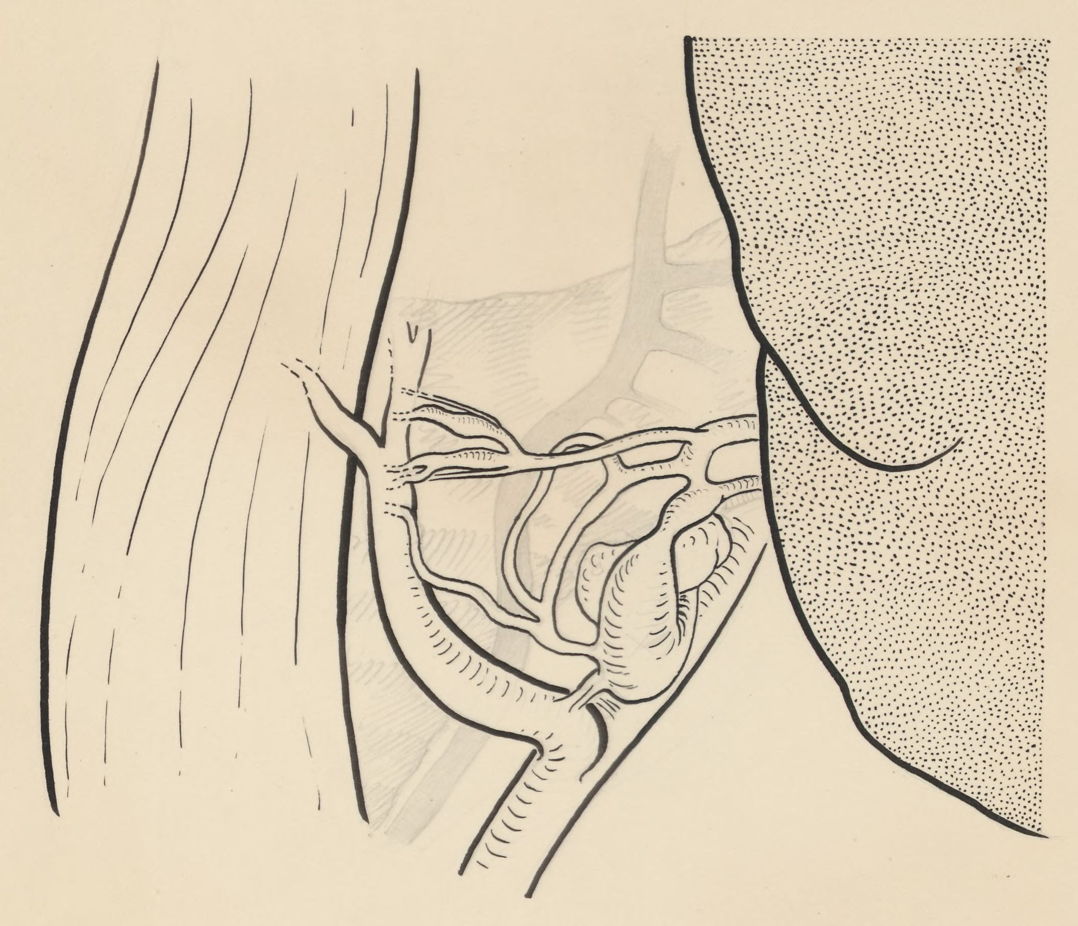 Part of the heart and circulatory system