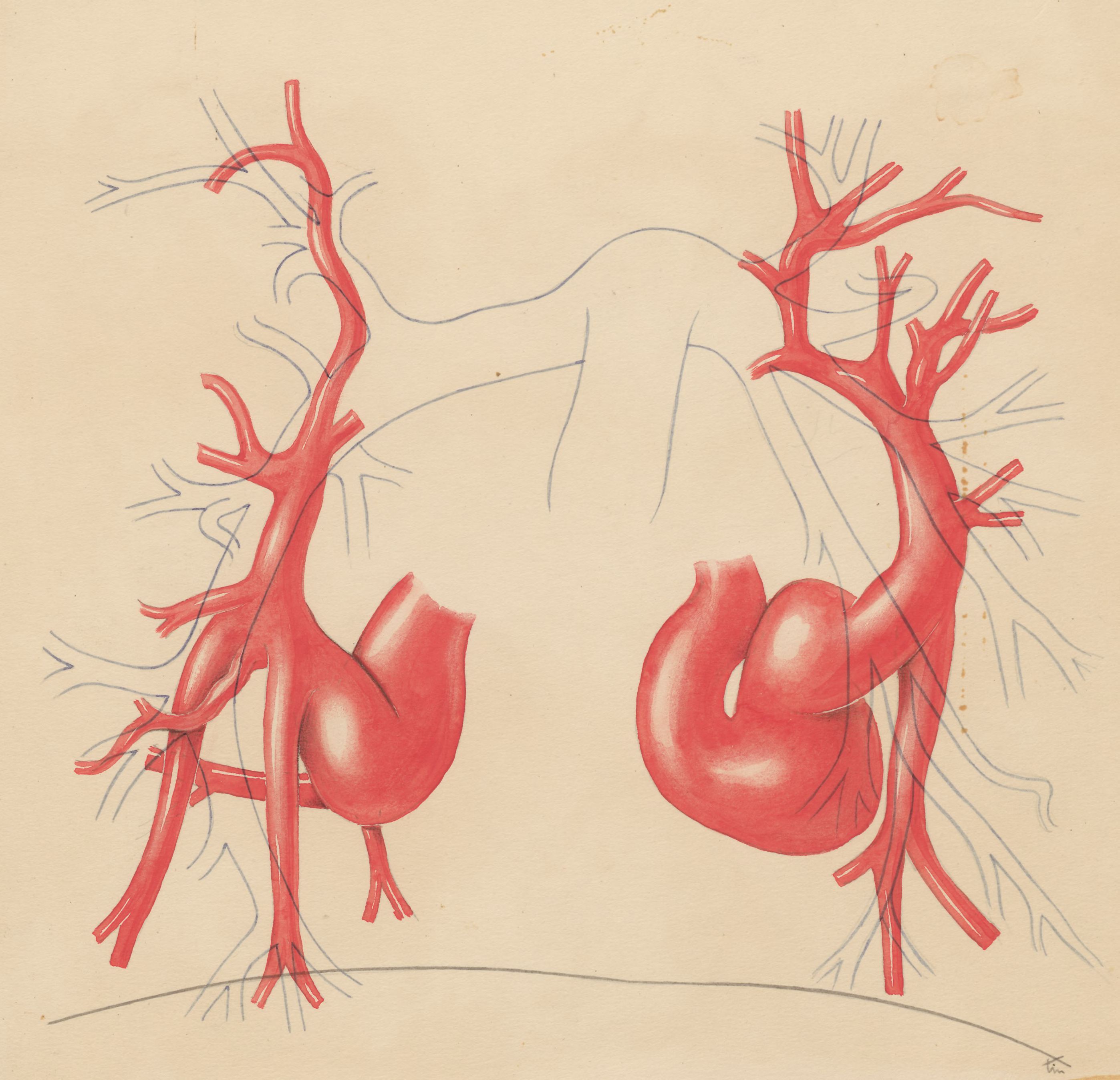 Part of the heart and circulatory system