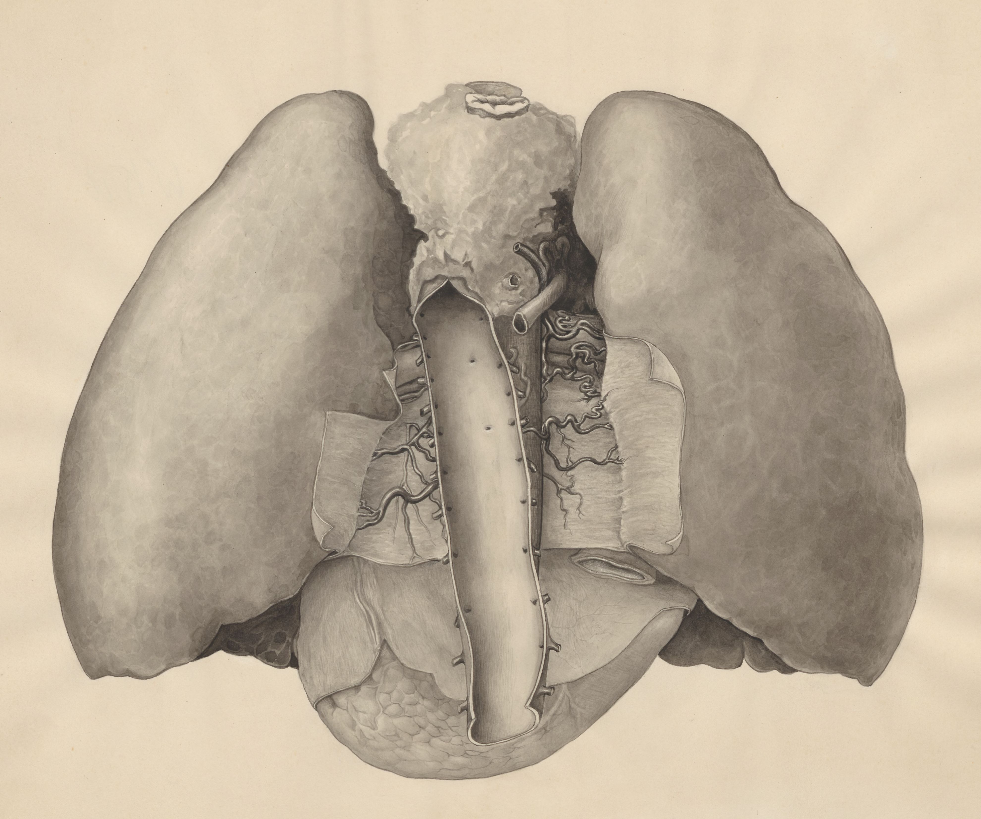 Heart and adjacent organs