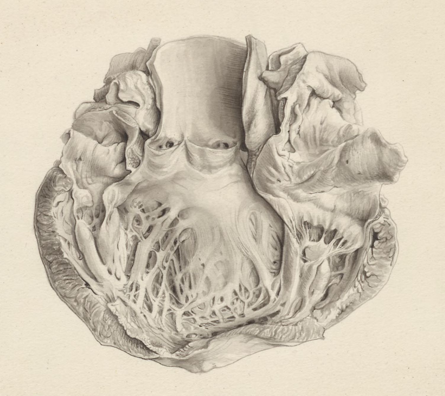 Part of the heart and circulatory system