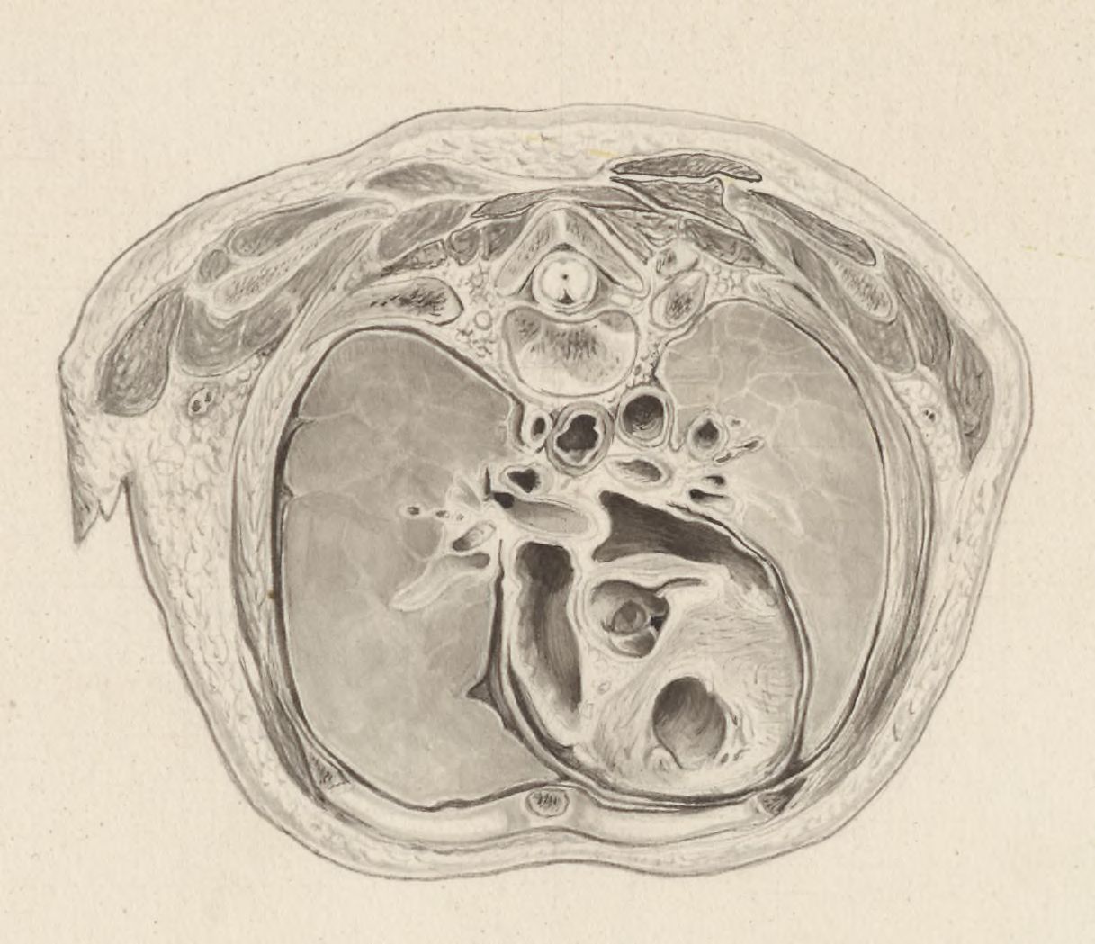 Part of the heart and circulatory system