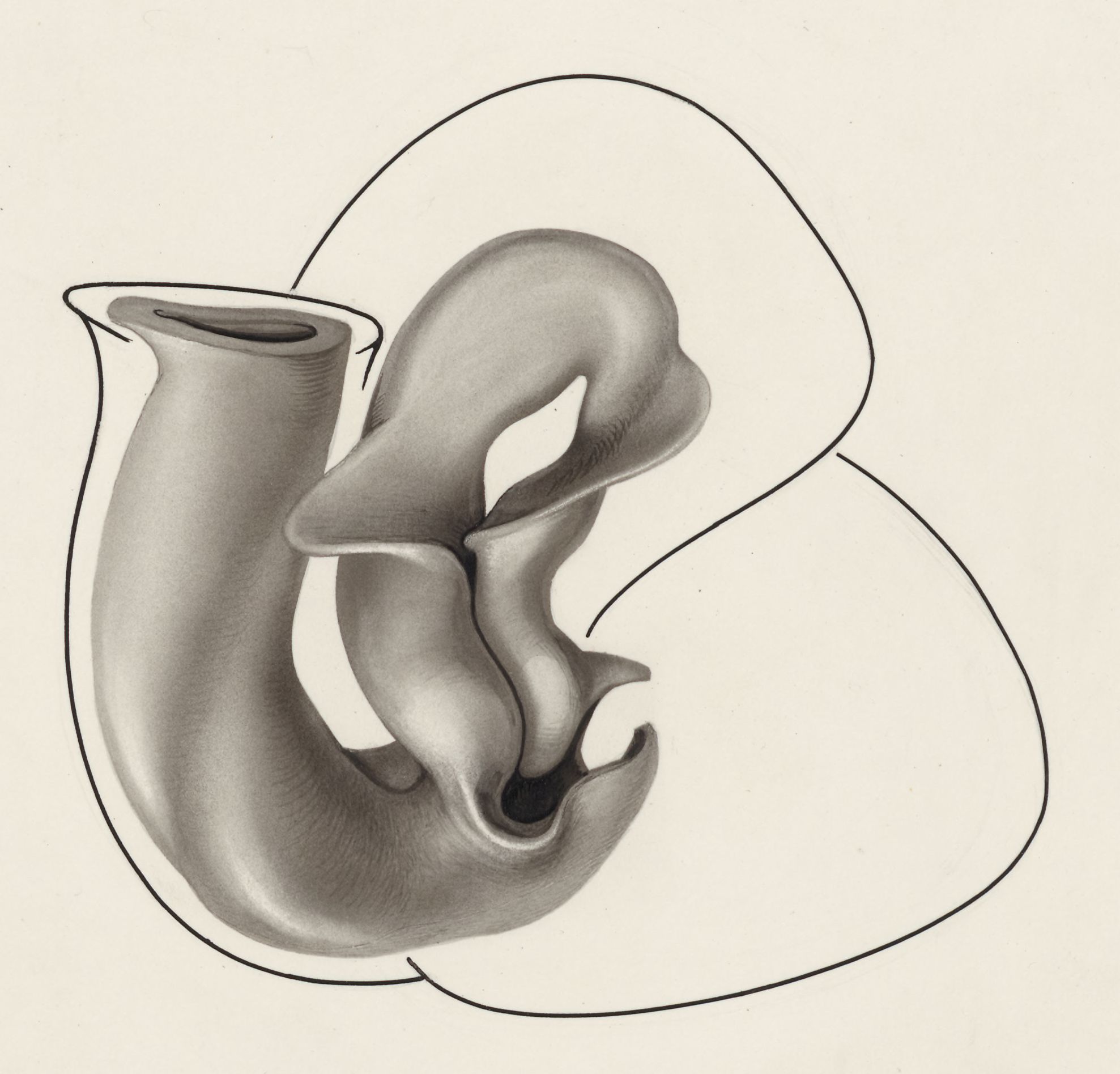 Schematic representation of a part of the heart of an embryo