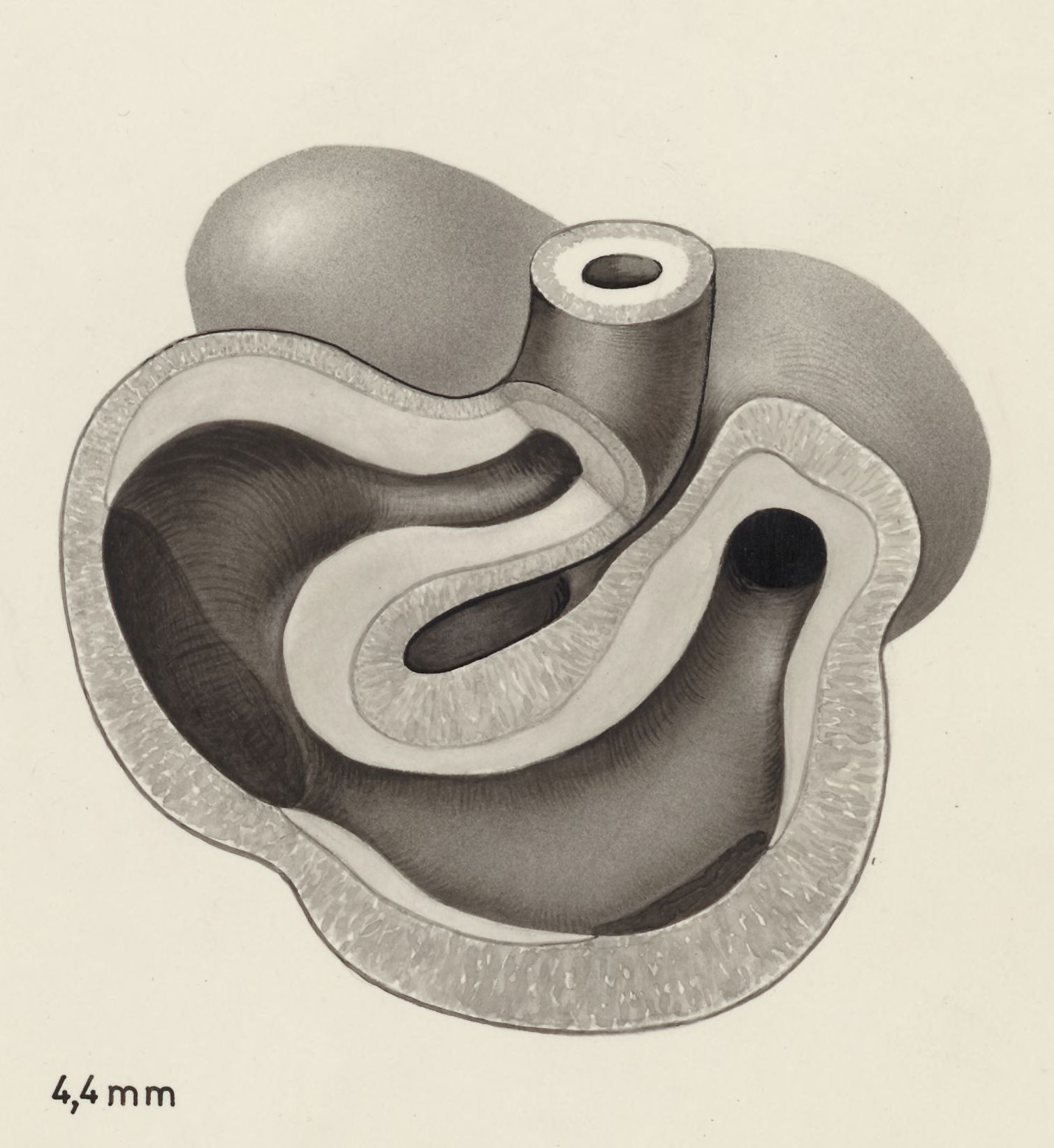 Part of the heart and circulatory system of an embryo