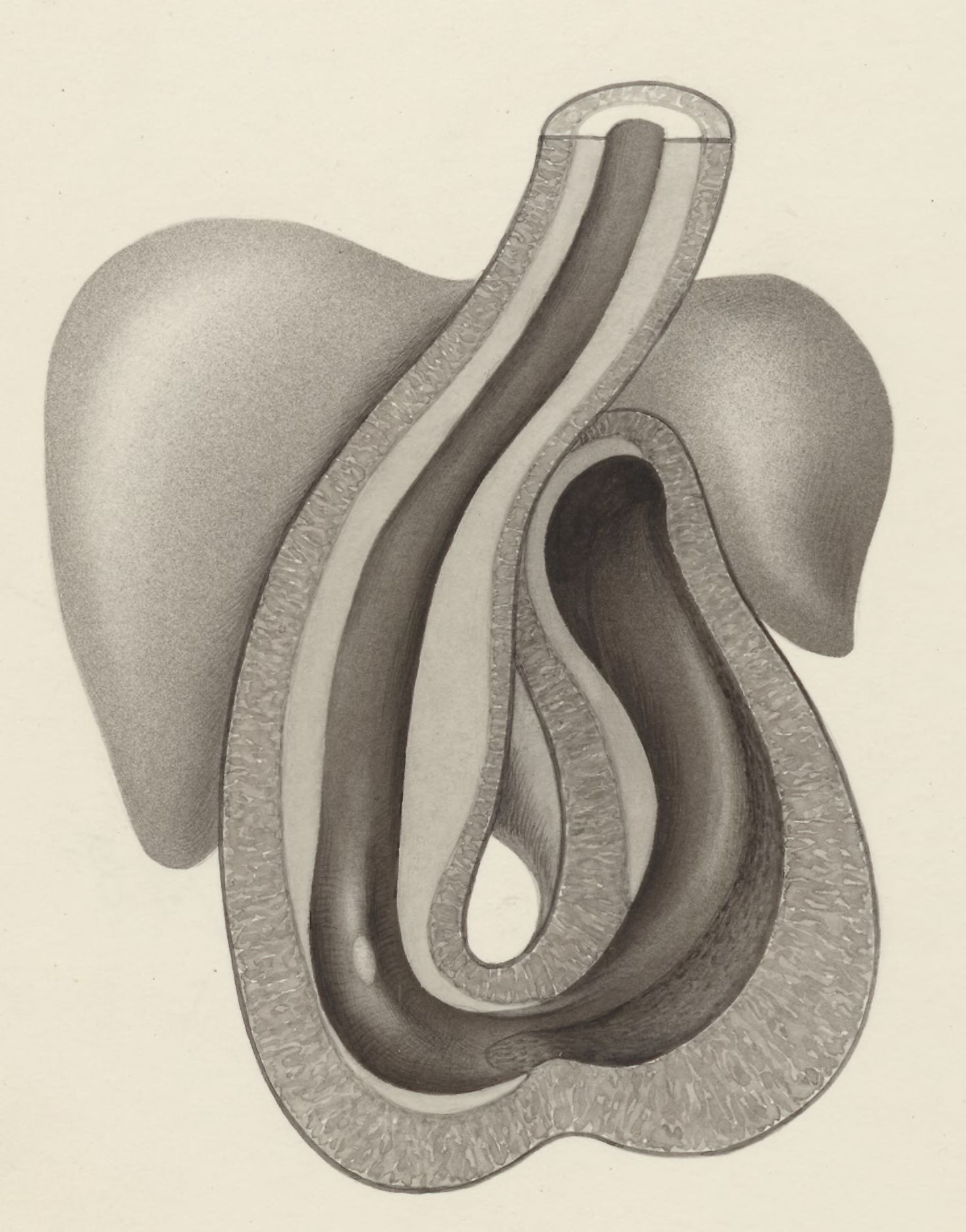 Part of the heart and circulatory system of an embryo