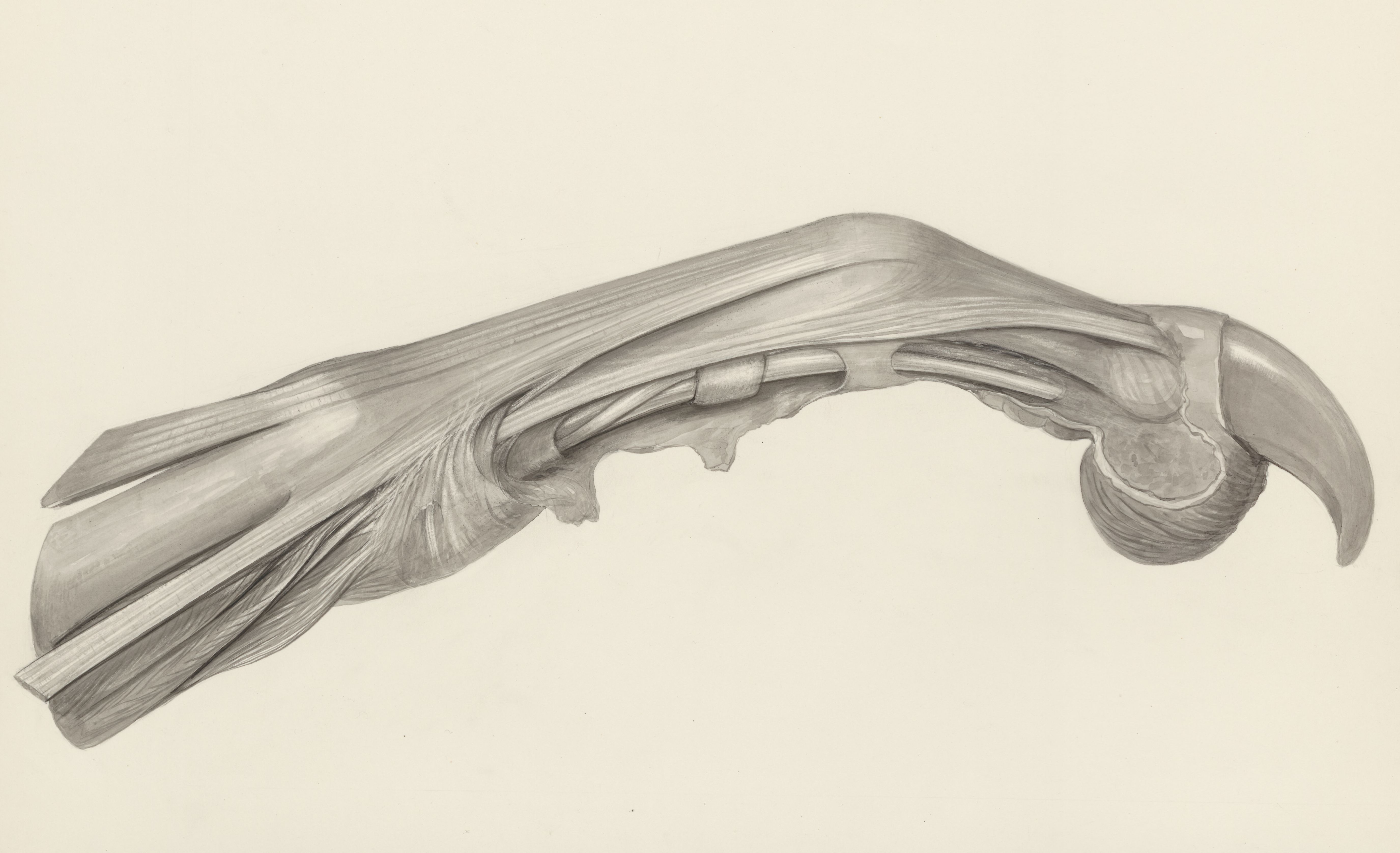 Muscular tissue of a mammal's finger