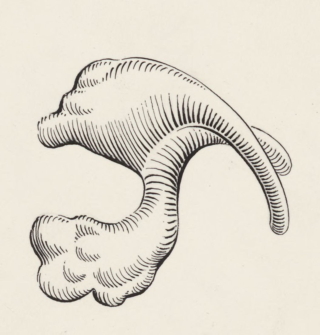 Schematic representation of a part of the heart of an embryo