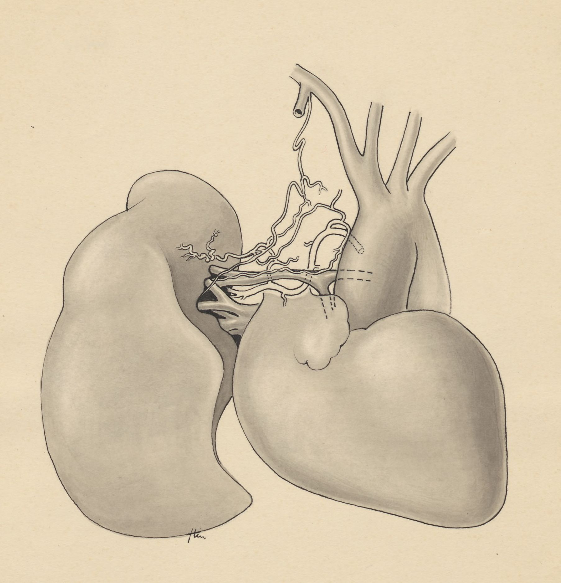 Part of the heart and circulatory system