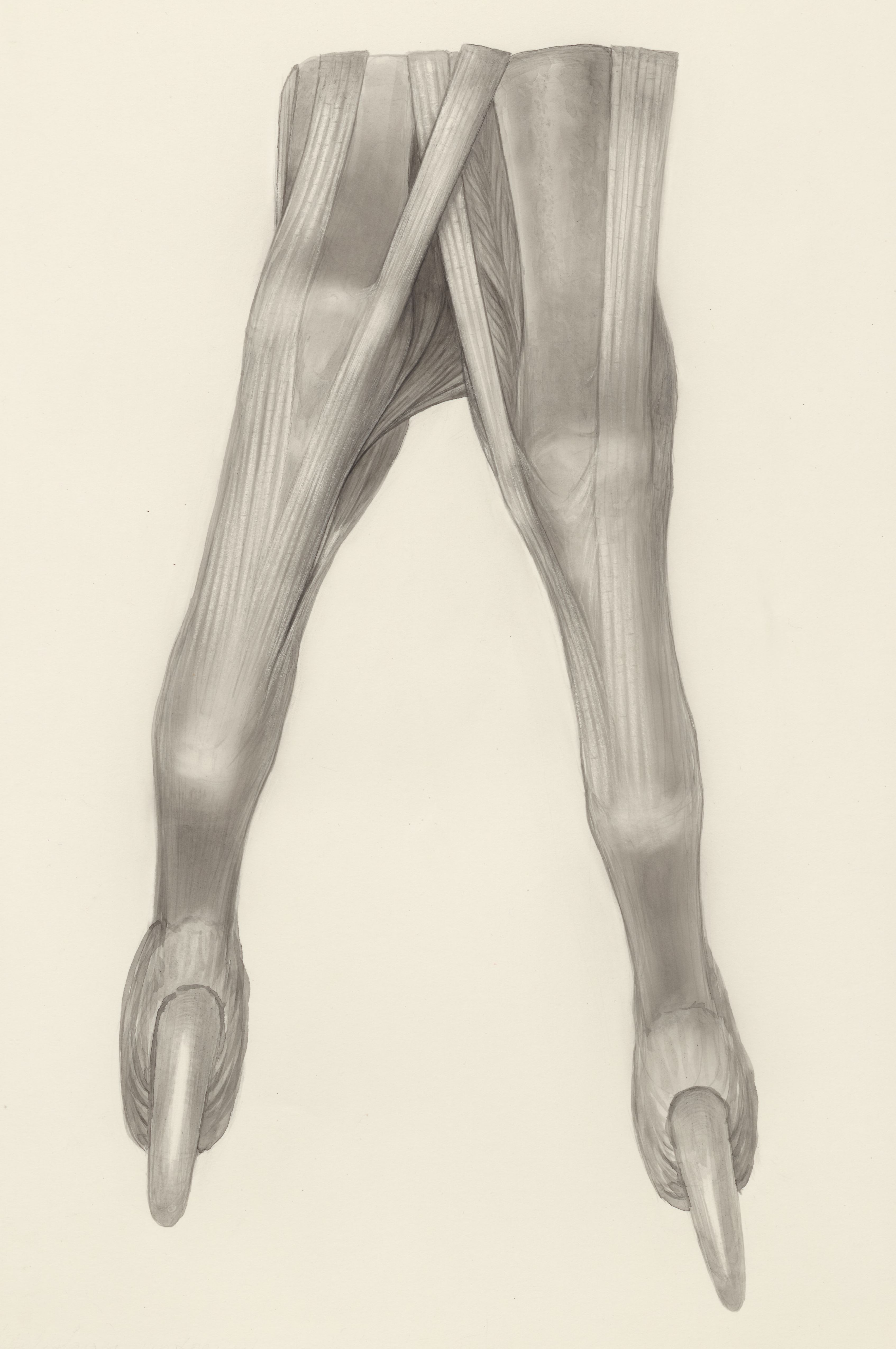 Muscular tissue of a mammal's finger