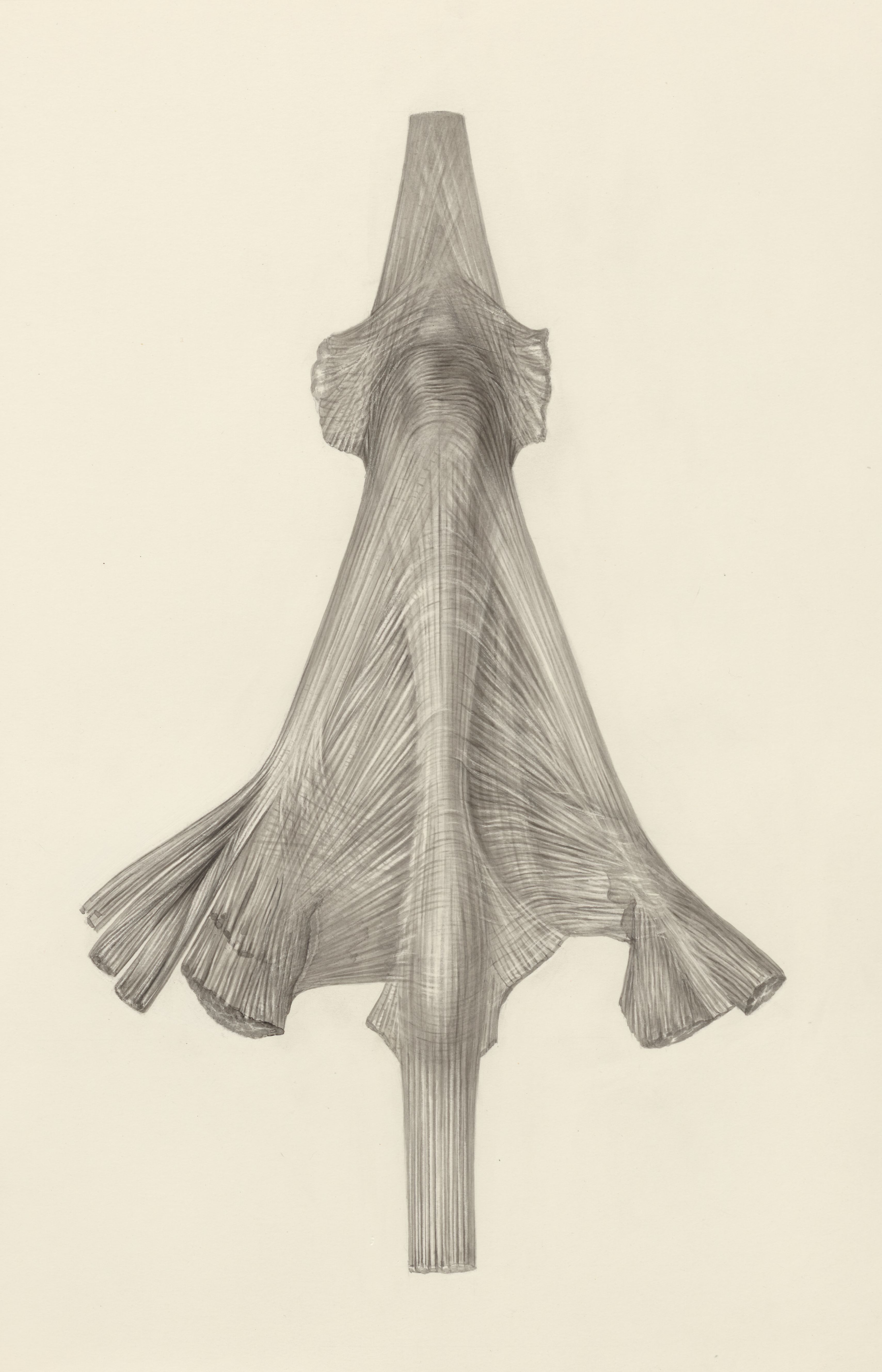 Muscular tissue of a lizards upper extremities