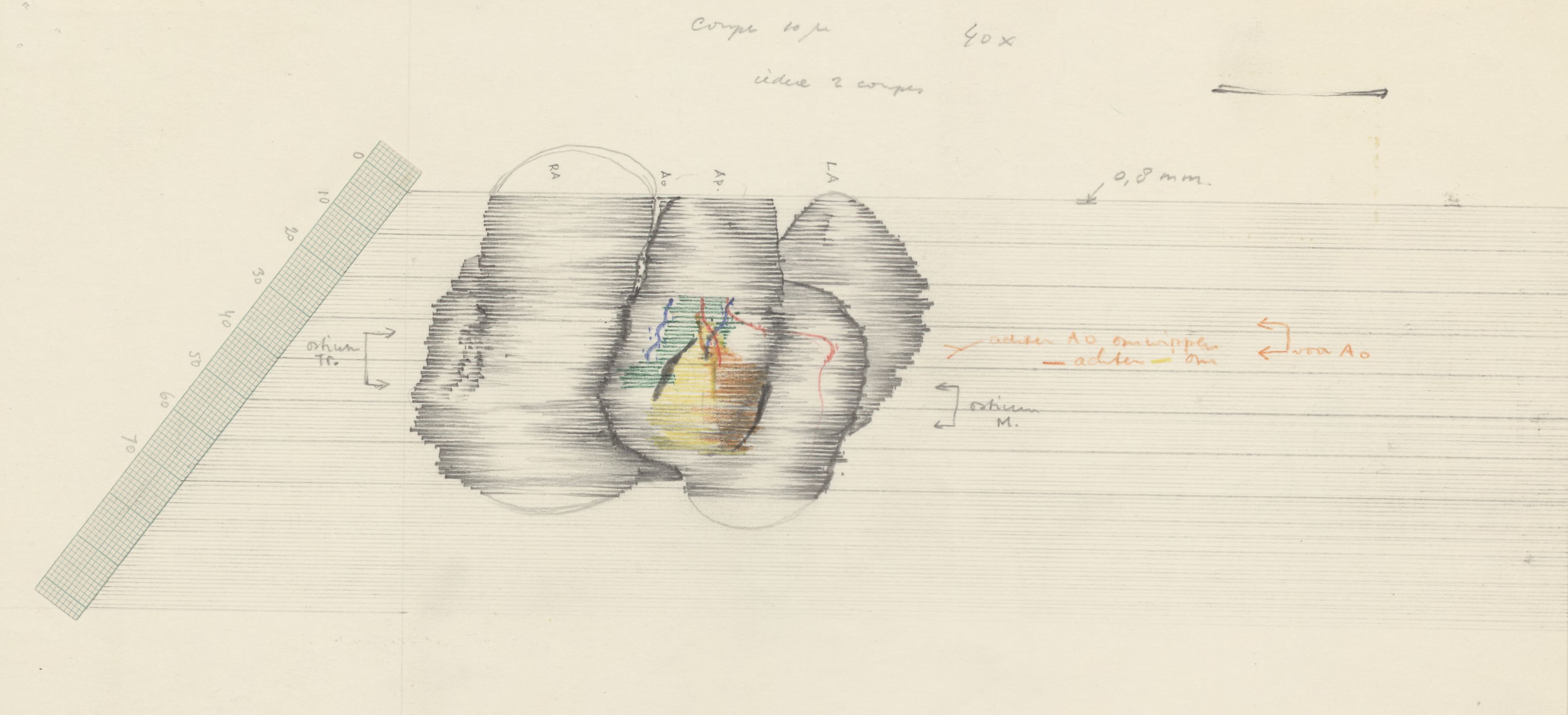 Embryonic heart