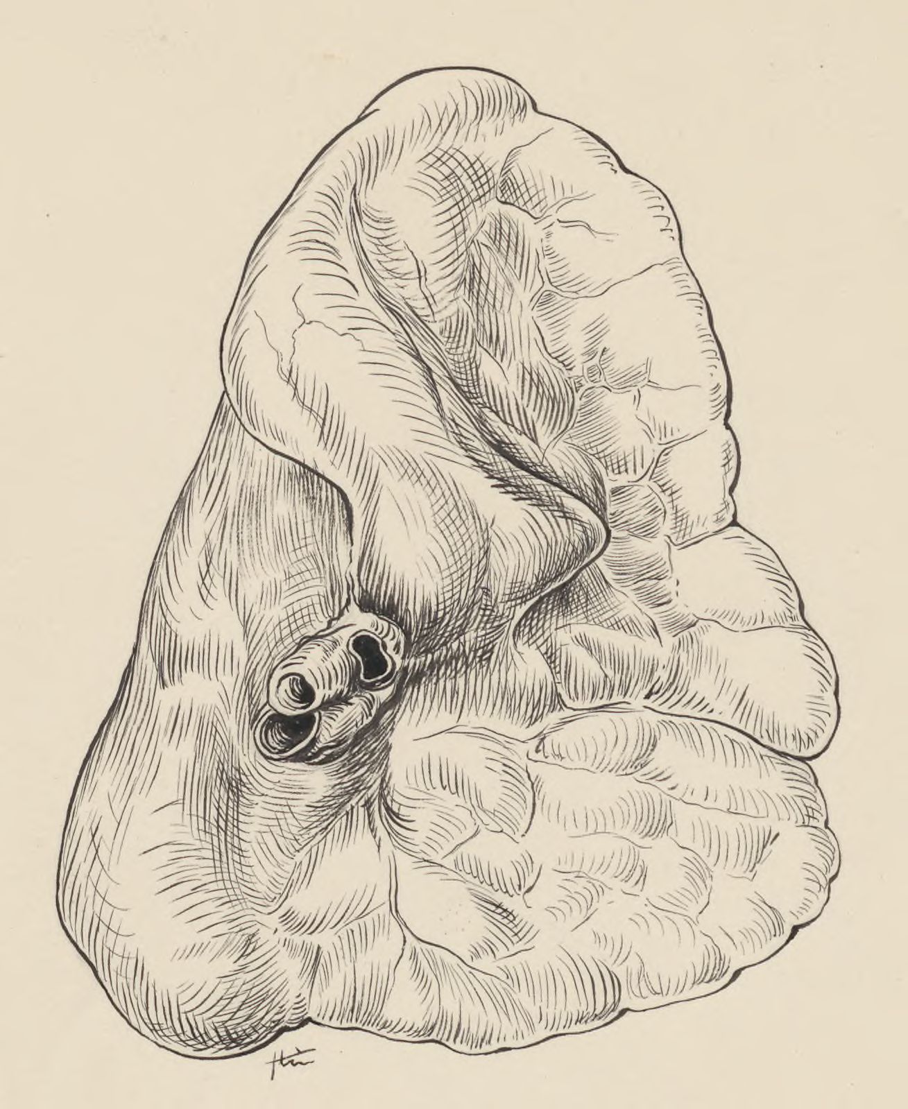 Part of the heart and circulatory system