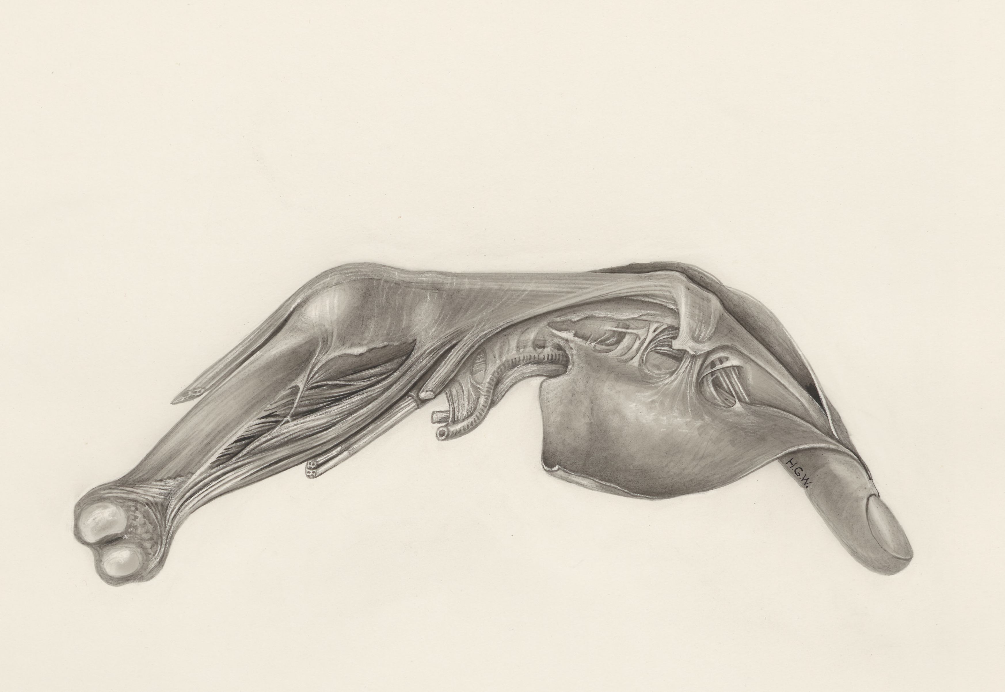 Muscular tissue of a mammal's finger