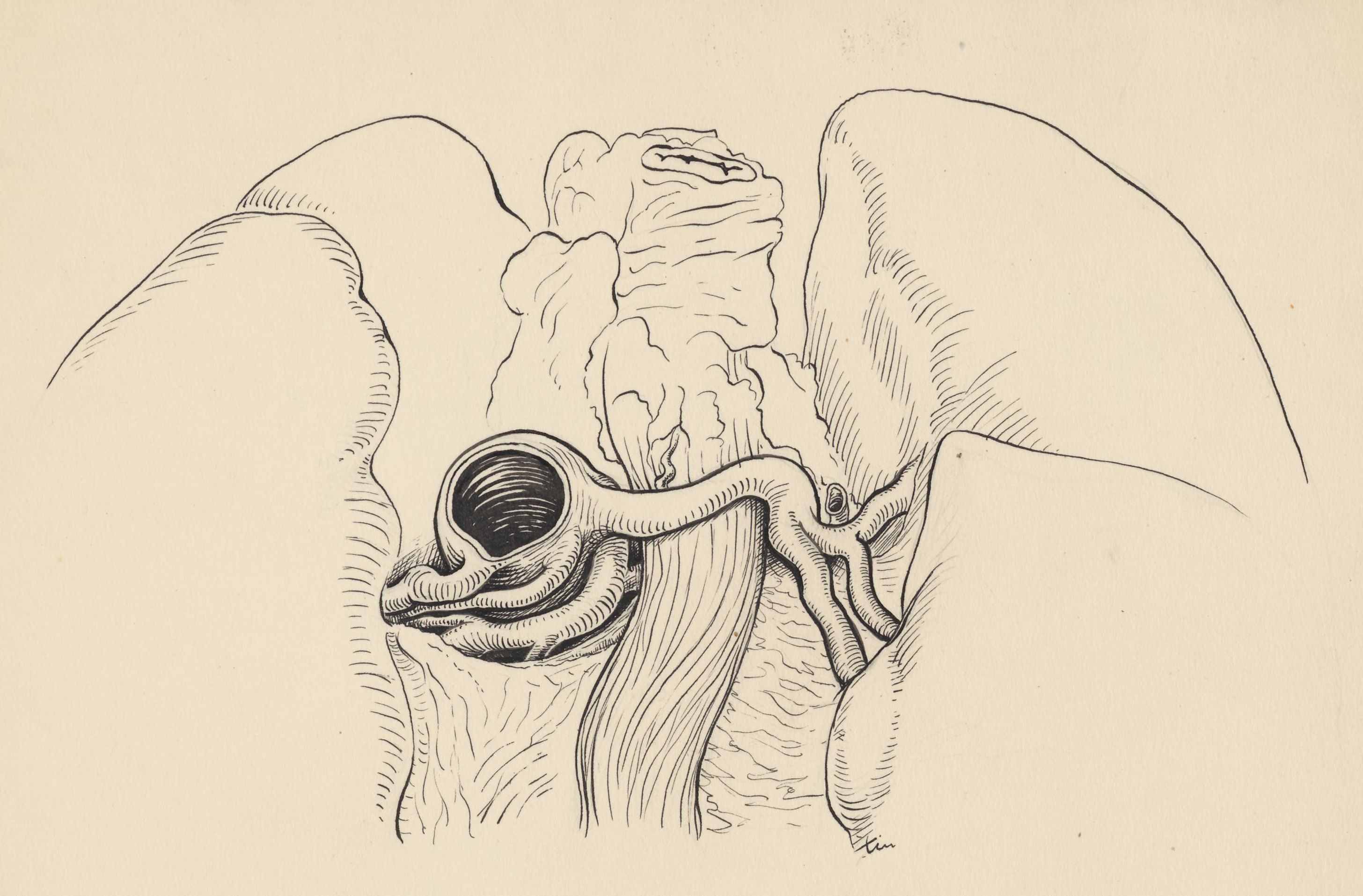 Part of the heart and circulatory system