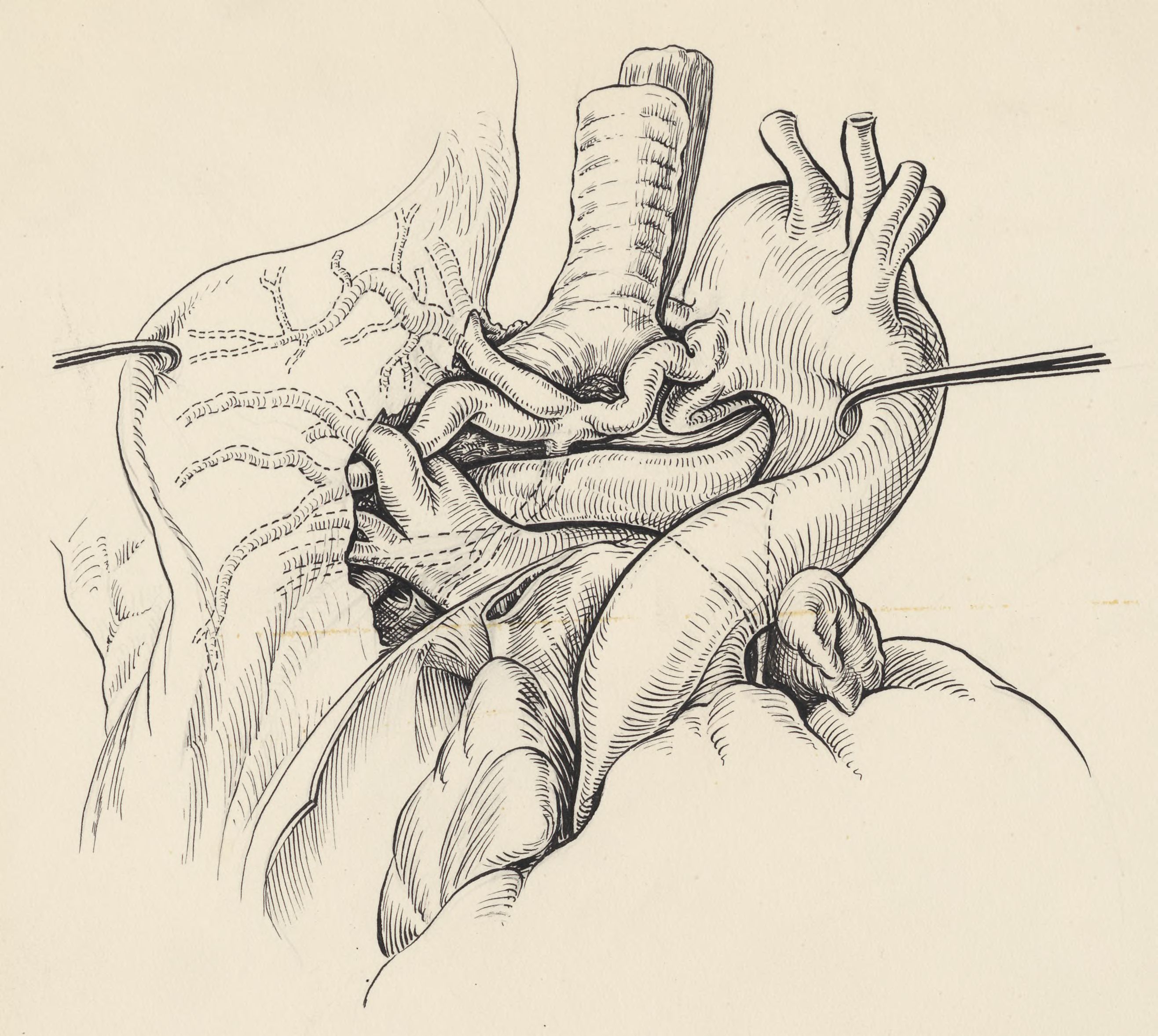 Part of the heart and circulatory system