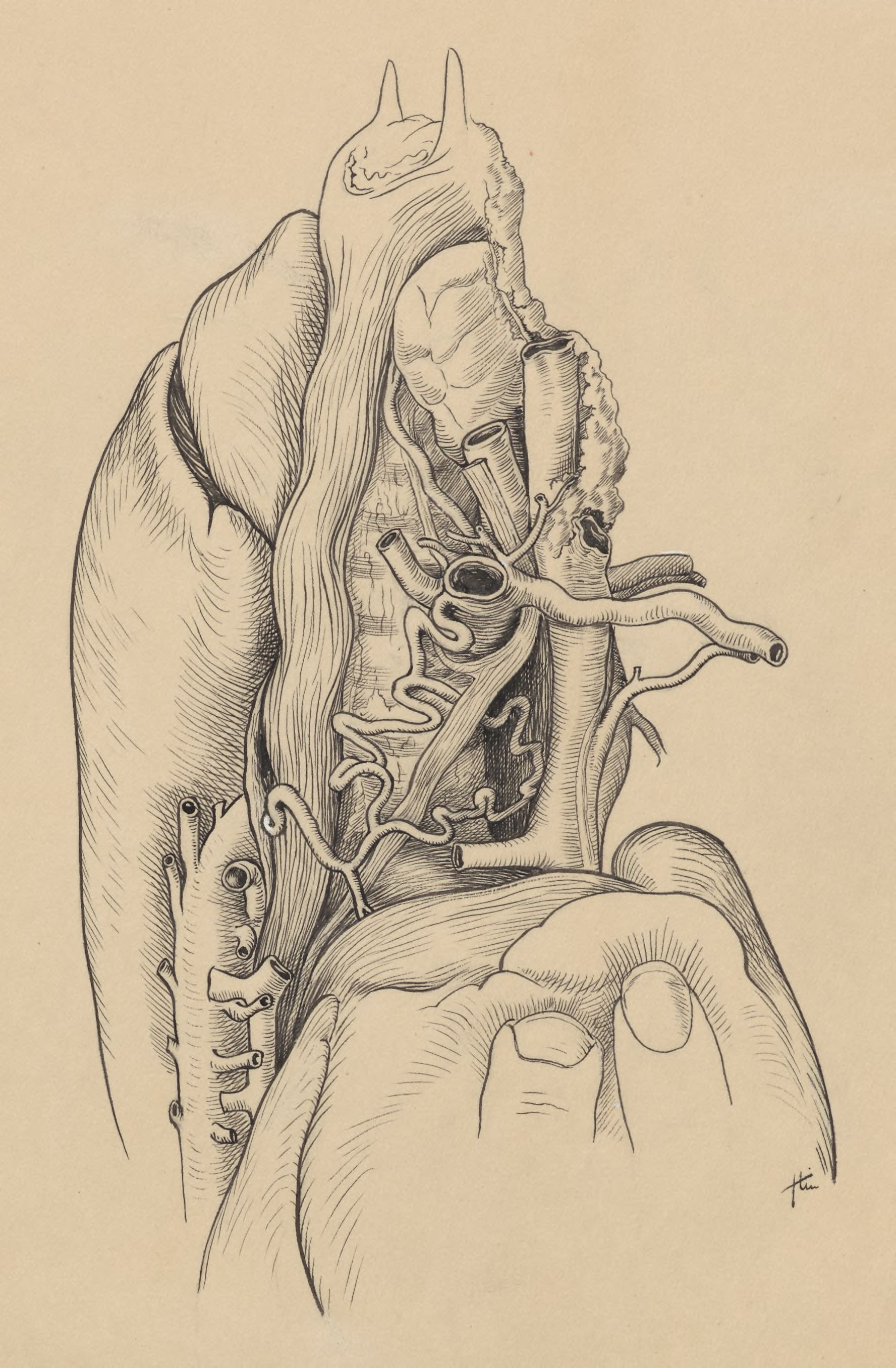Part of the heart and circulatory system