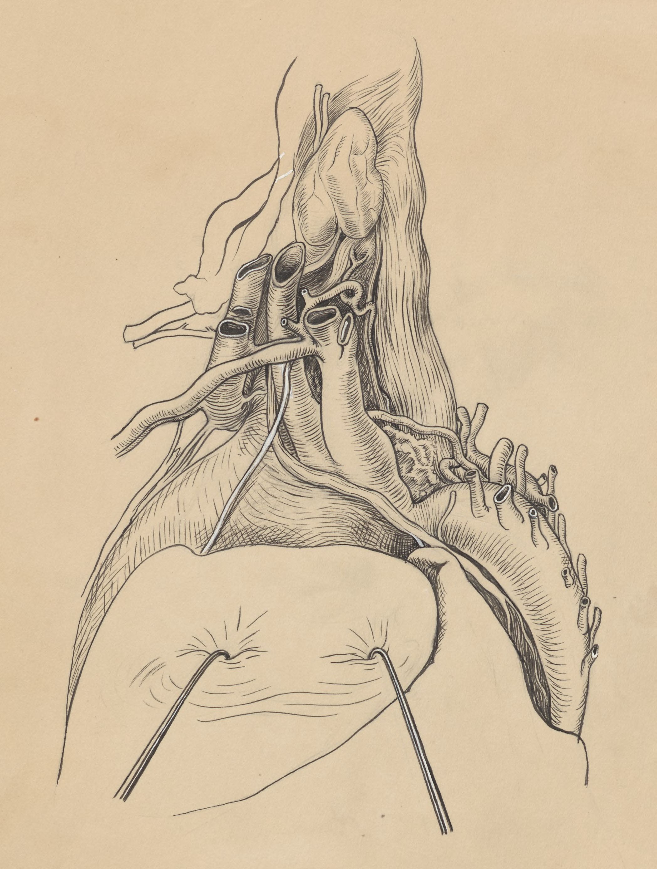 Part of the heart and circulatory system