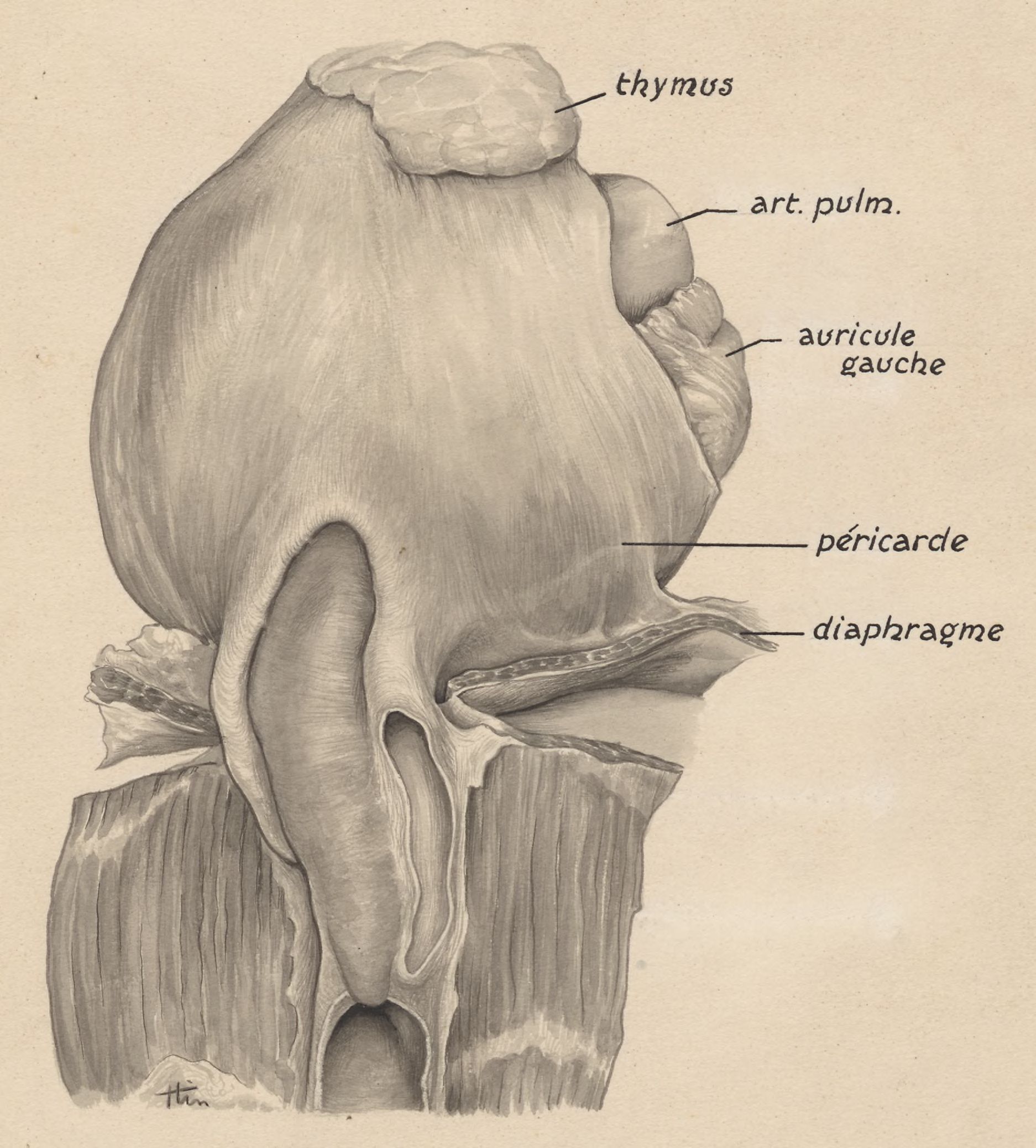 Part of the heart and circulatory system