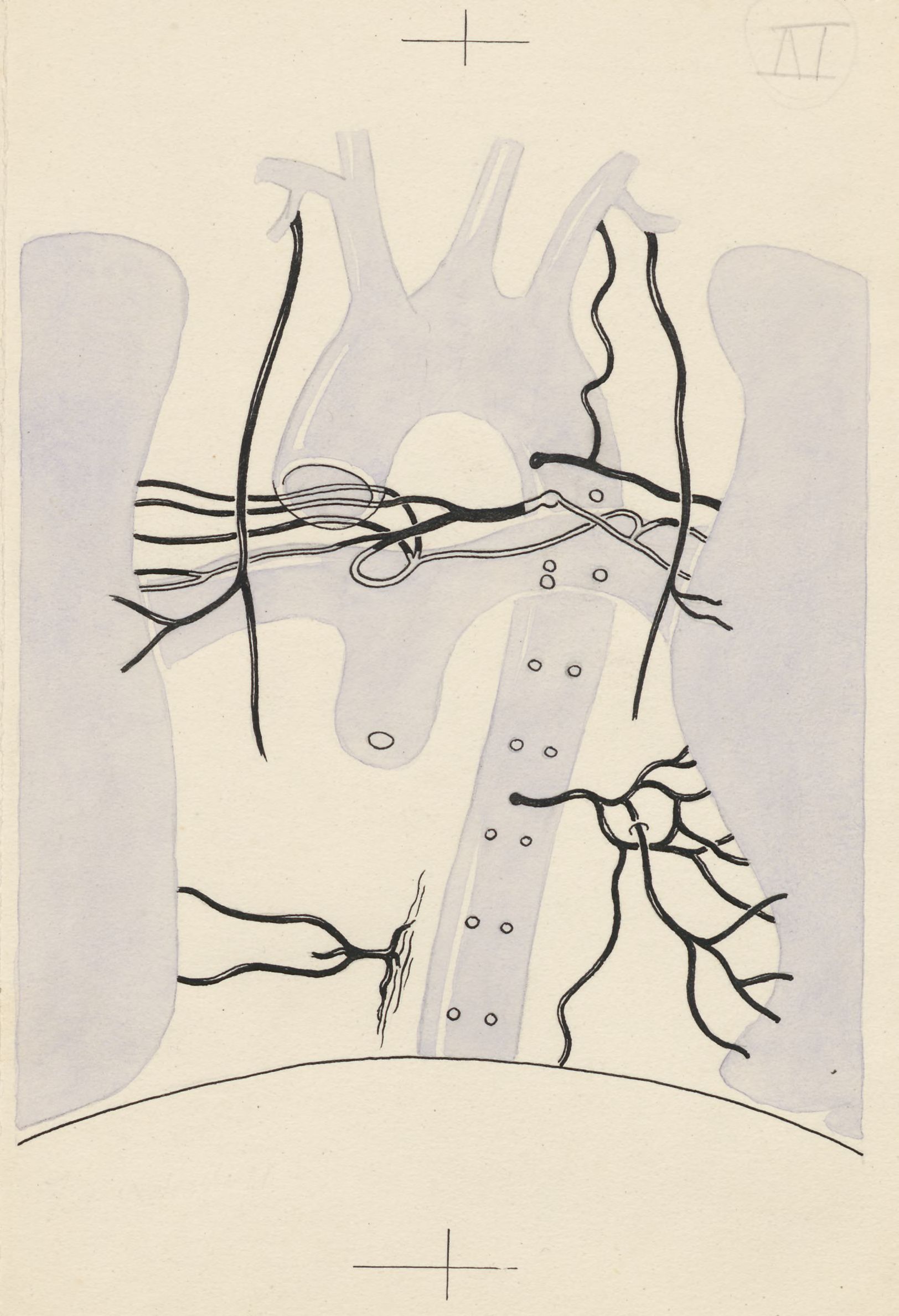 Part of the heart and circulatory system