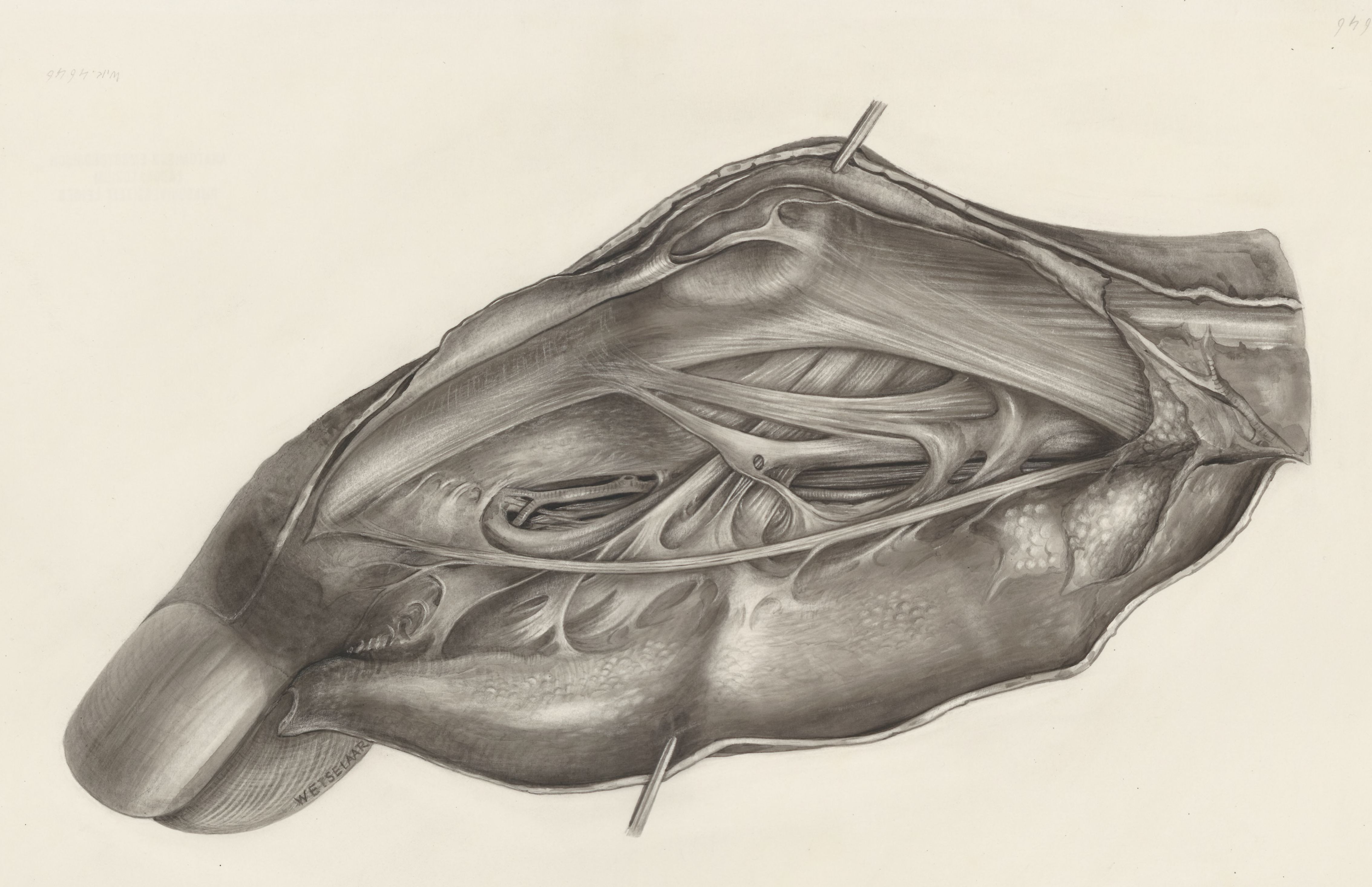 Muscular tissue of a mammal's finger