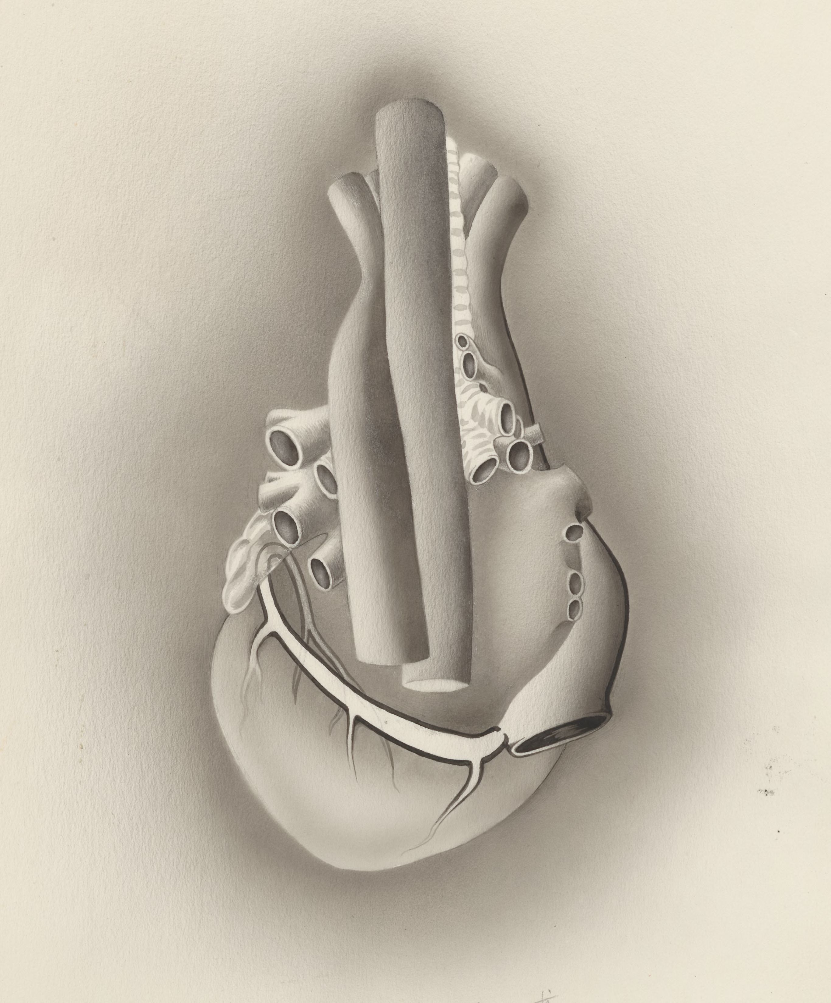 Part of the heart and circulatory system