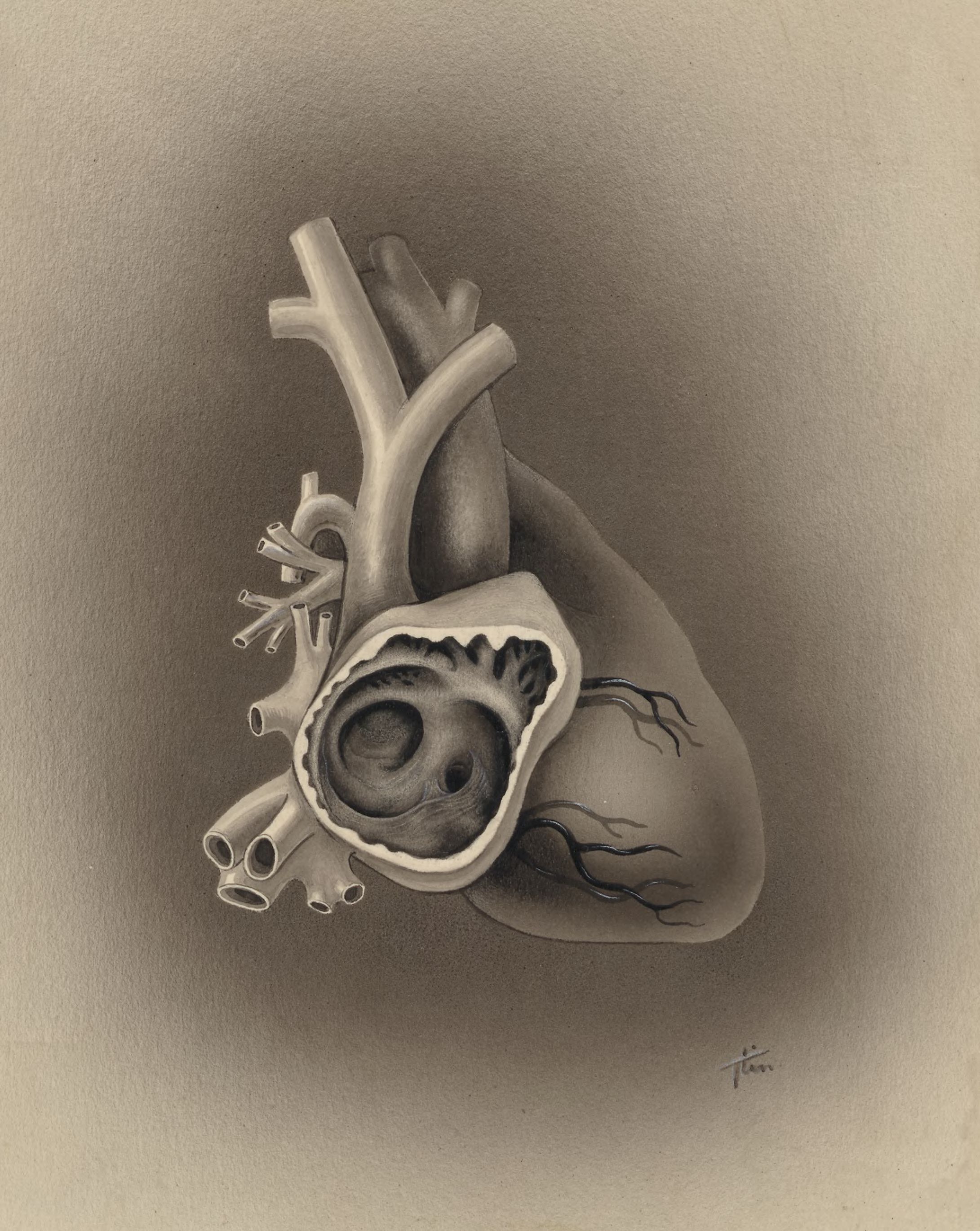 Part of the heart and circulatory system