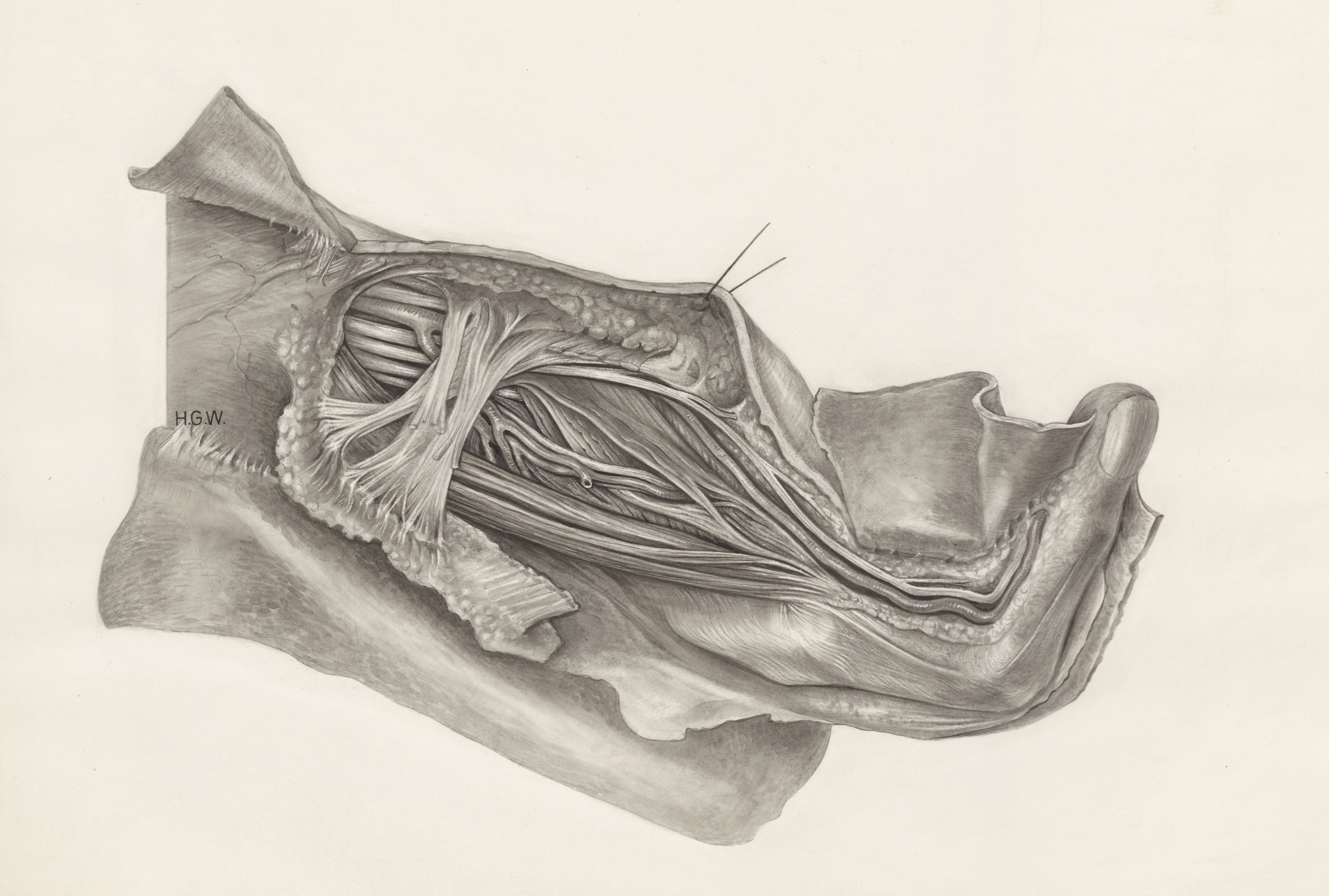 Muscular tissue of a mammal's finger