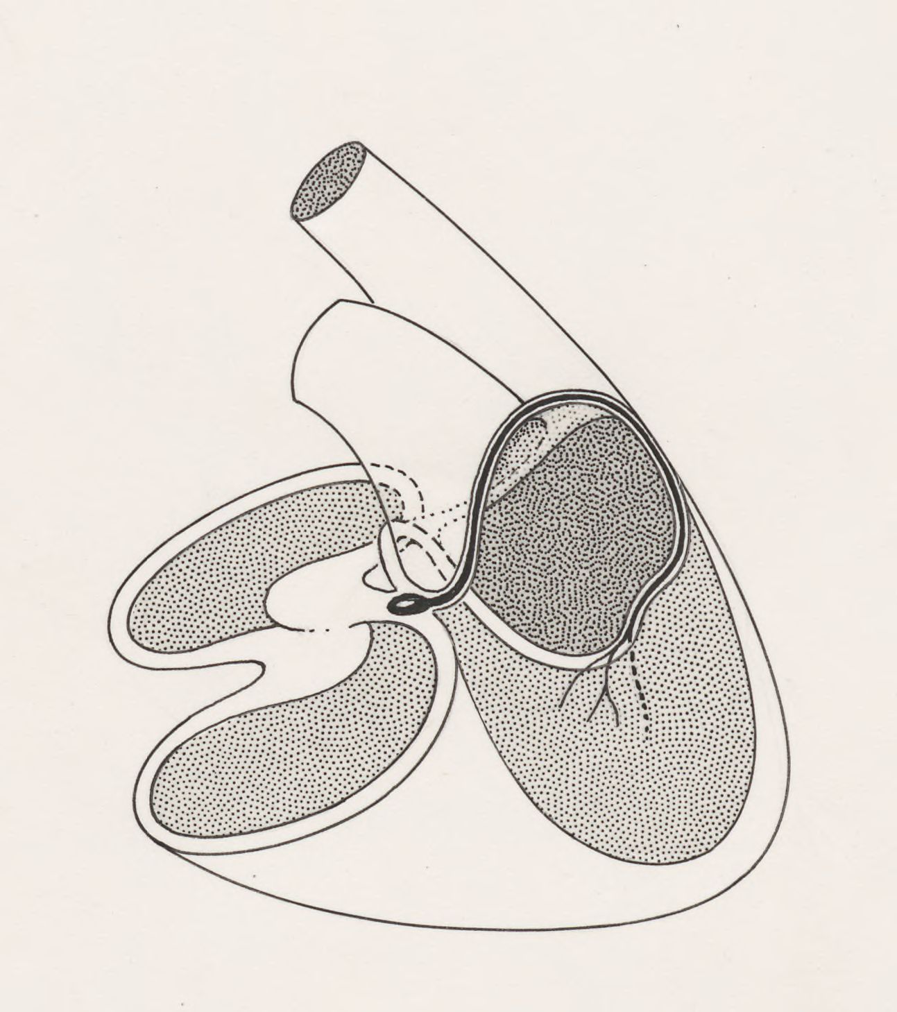 Schematic representation of the heart and circulatory system