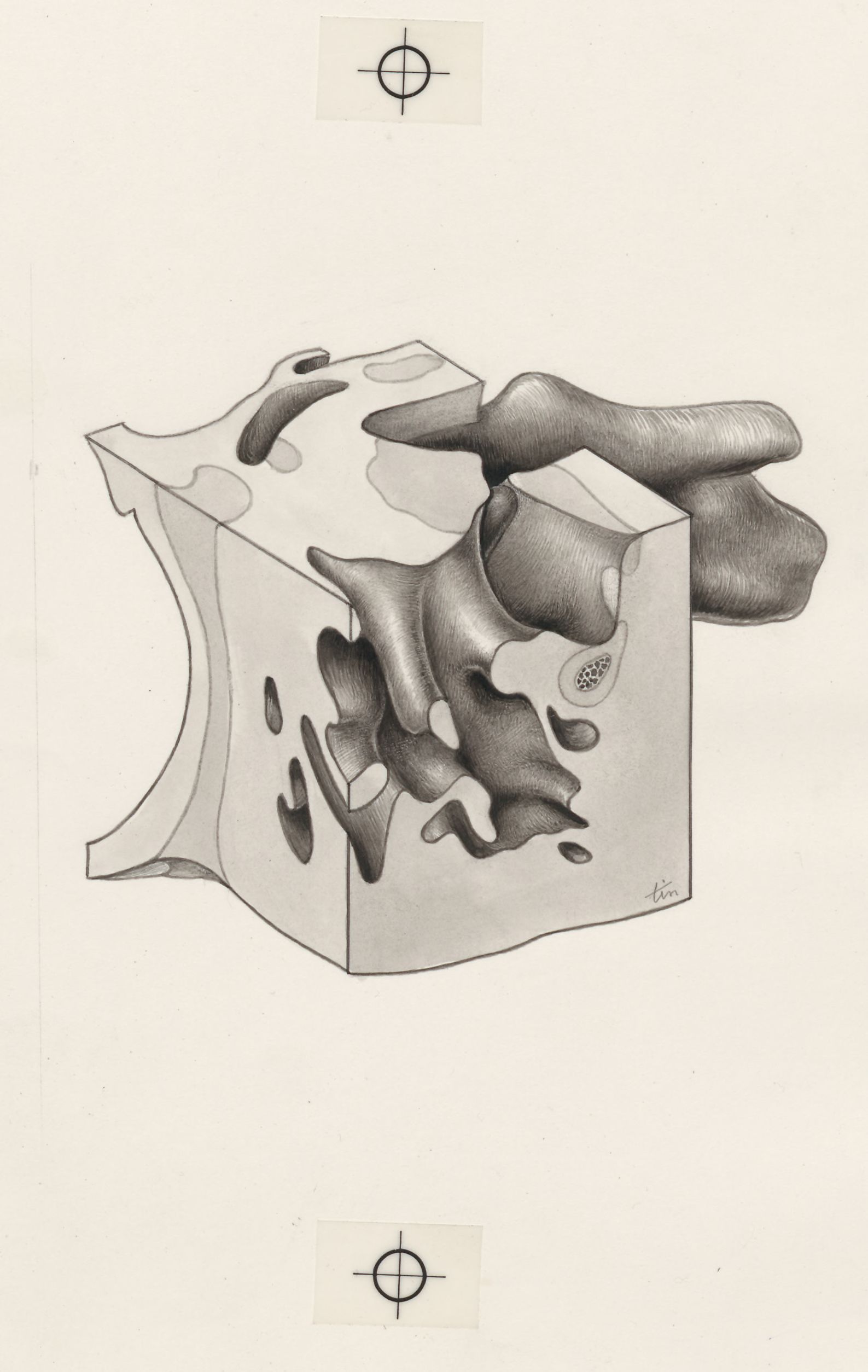 Part of the heart and circulatory system