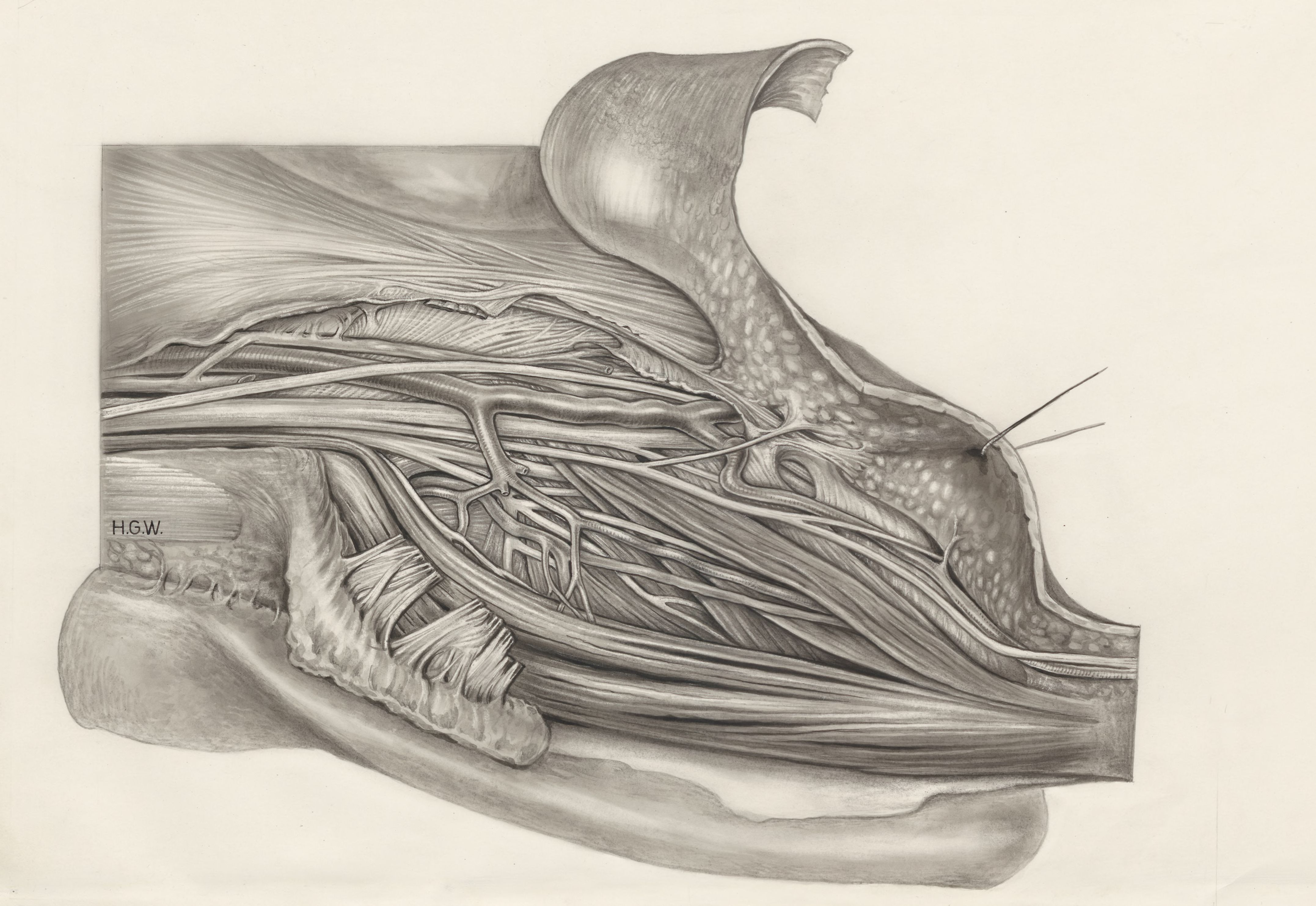 Muscular tissue of a mammal's finger