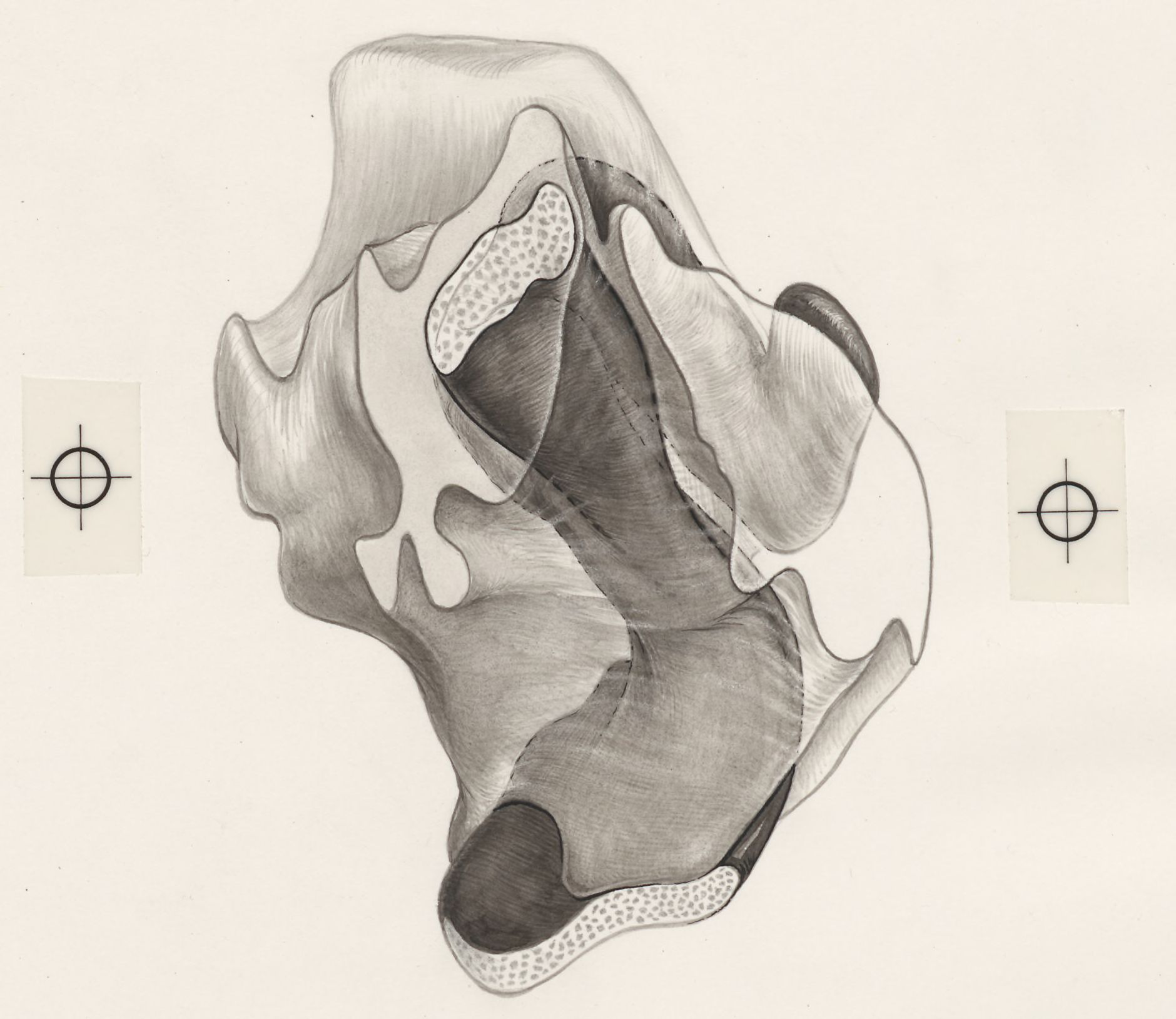 Part of the heart and circulatory system