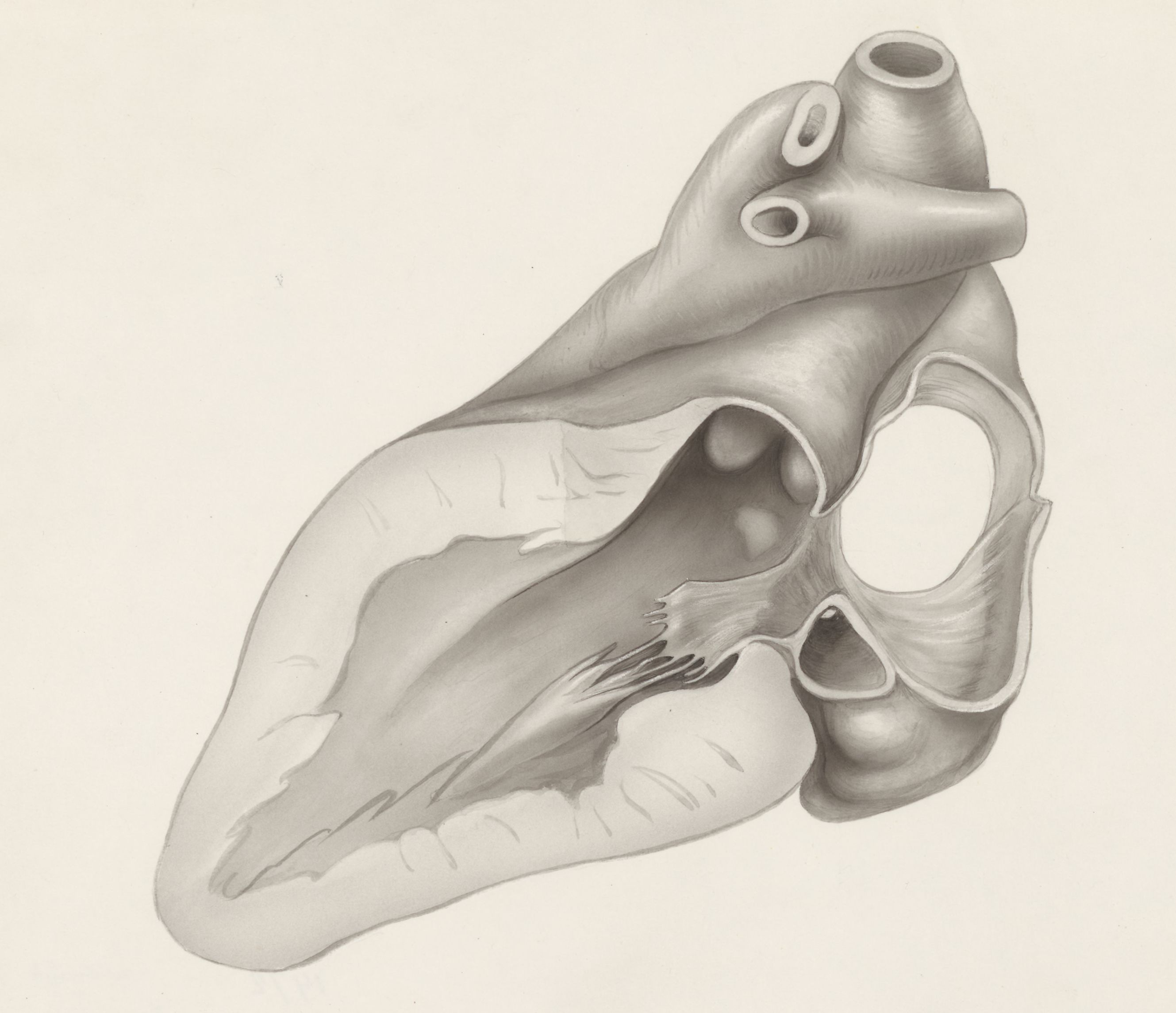 Part of the heart and circulatory system