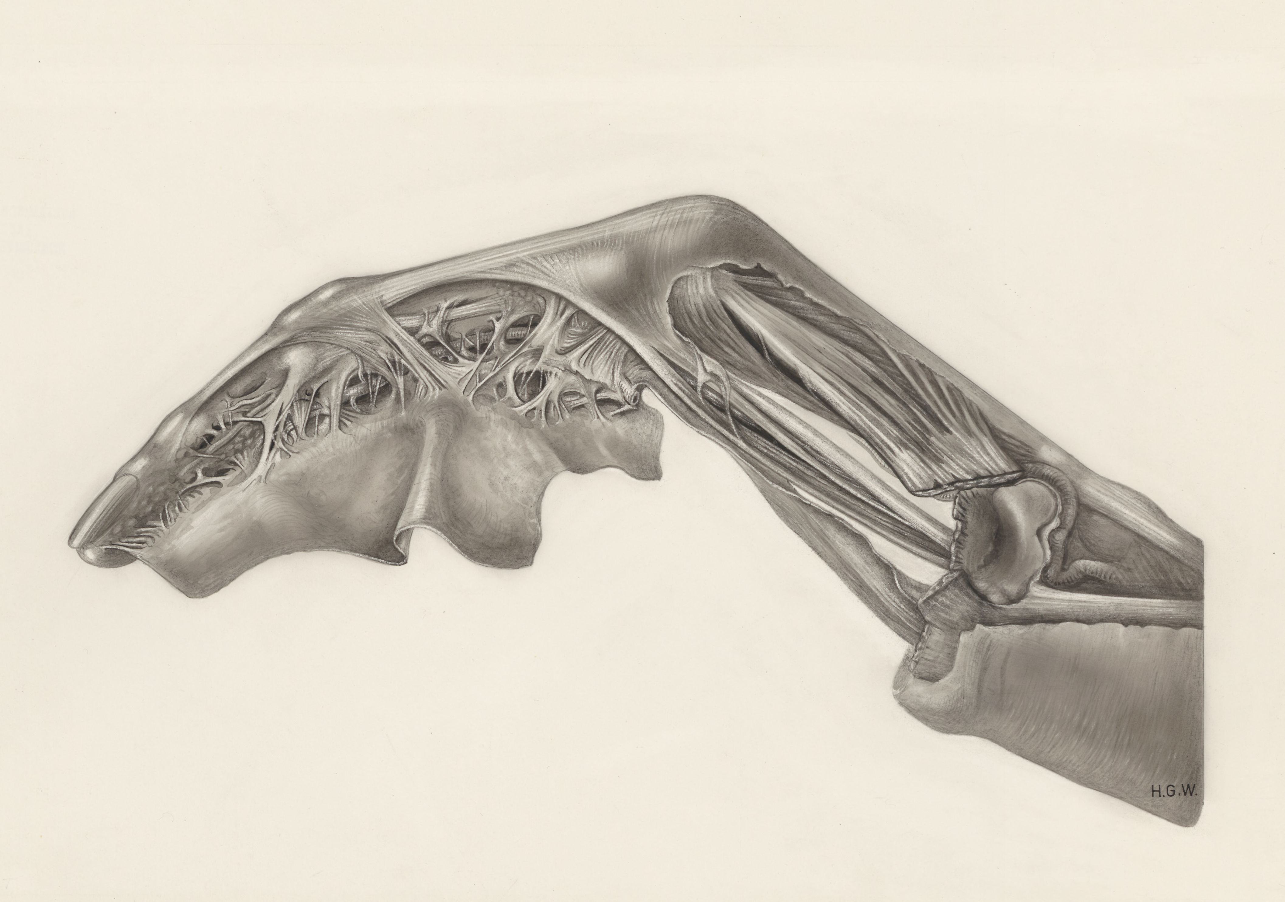 Muscular tissue of a mammal's finger