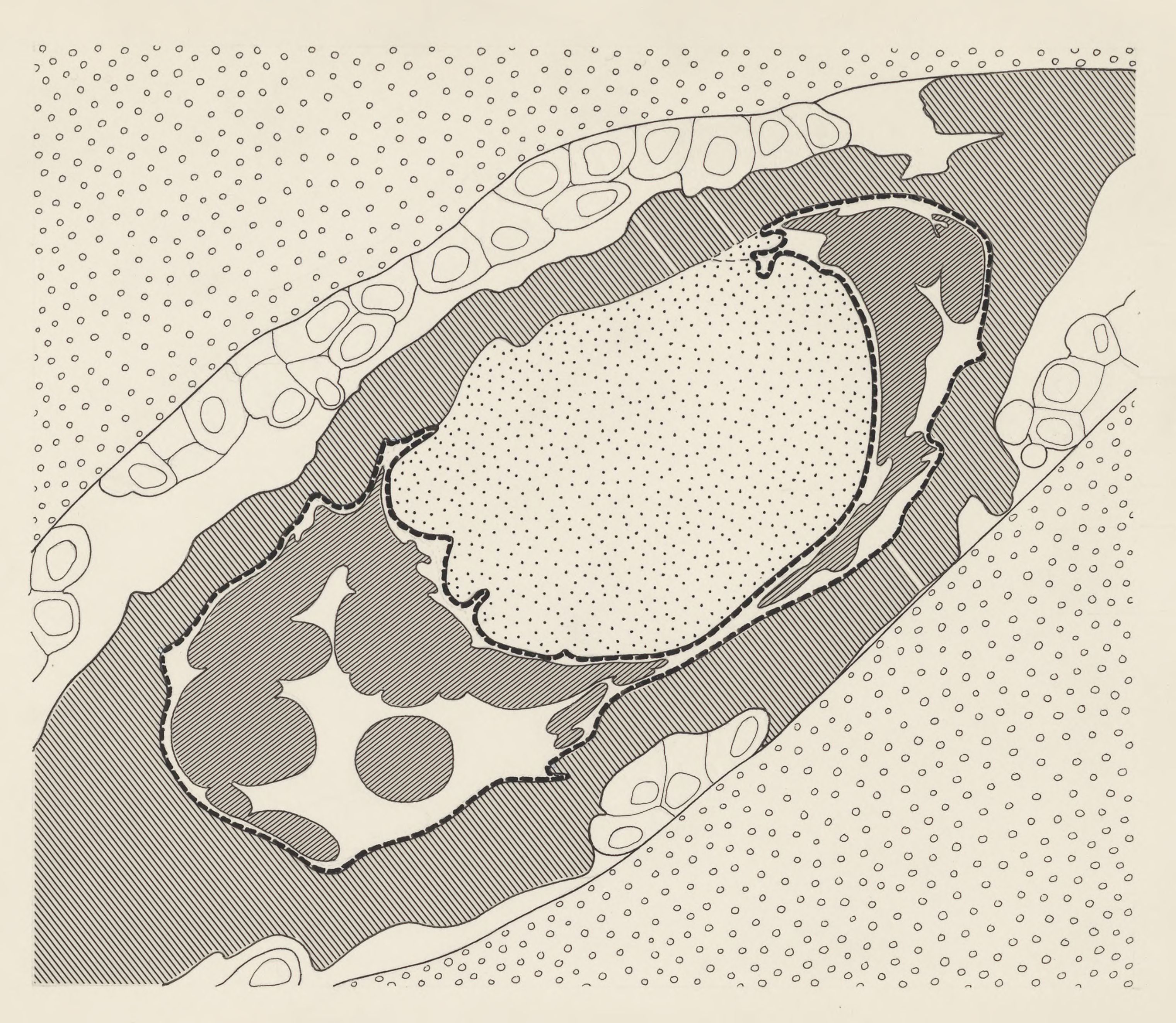 Schematic representation of an embryonic organ