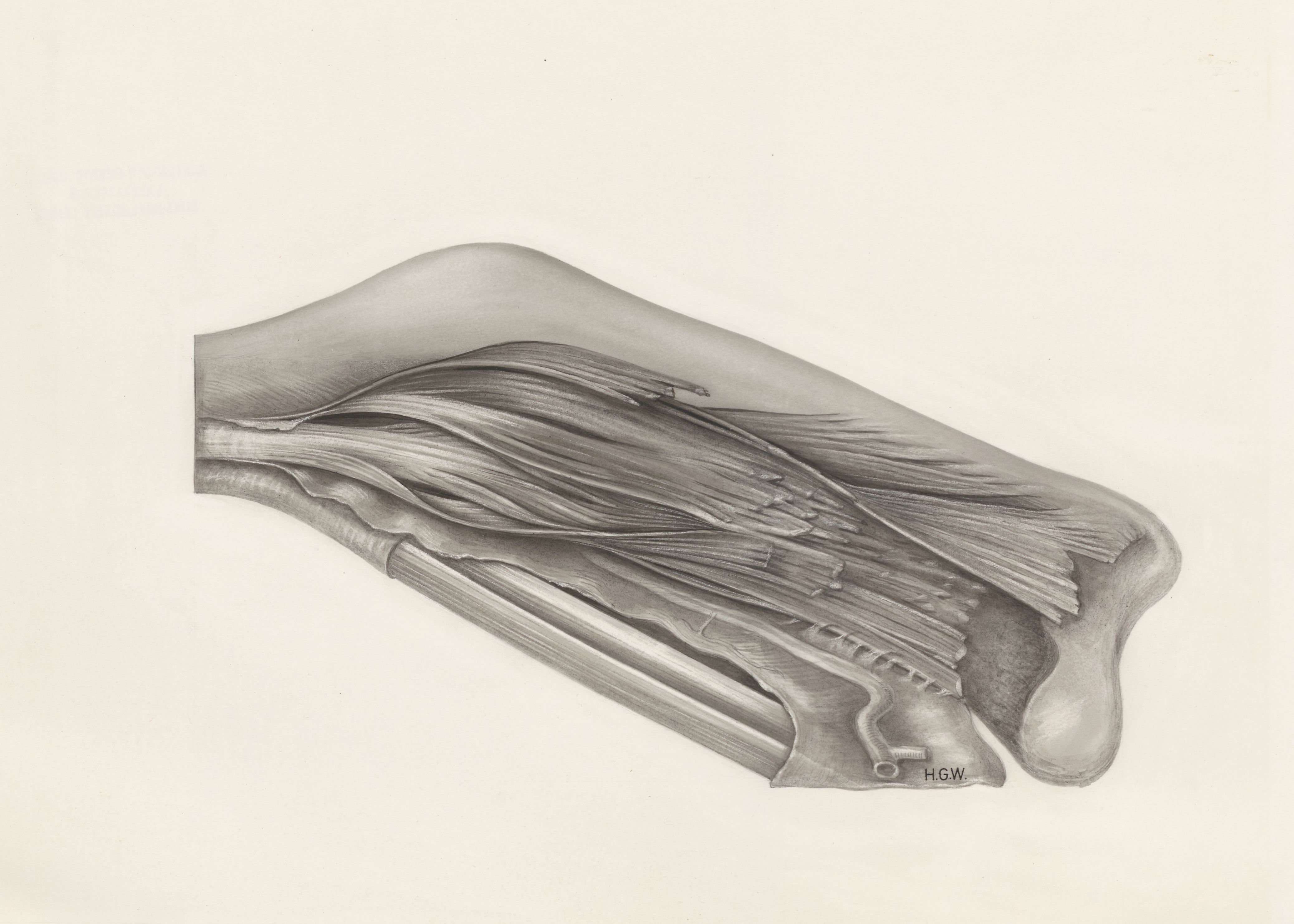 Muscular tissue of a mammal's finger