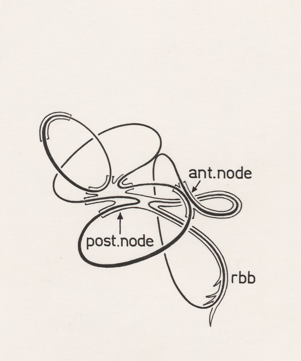 Schematic representation of an embryonic organ