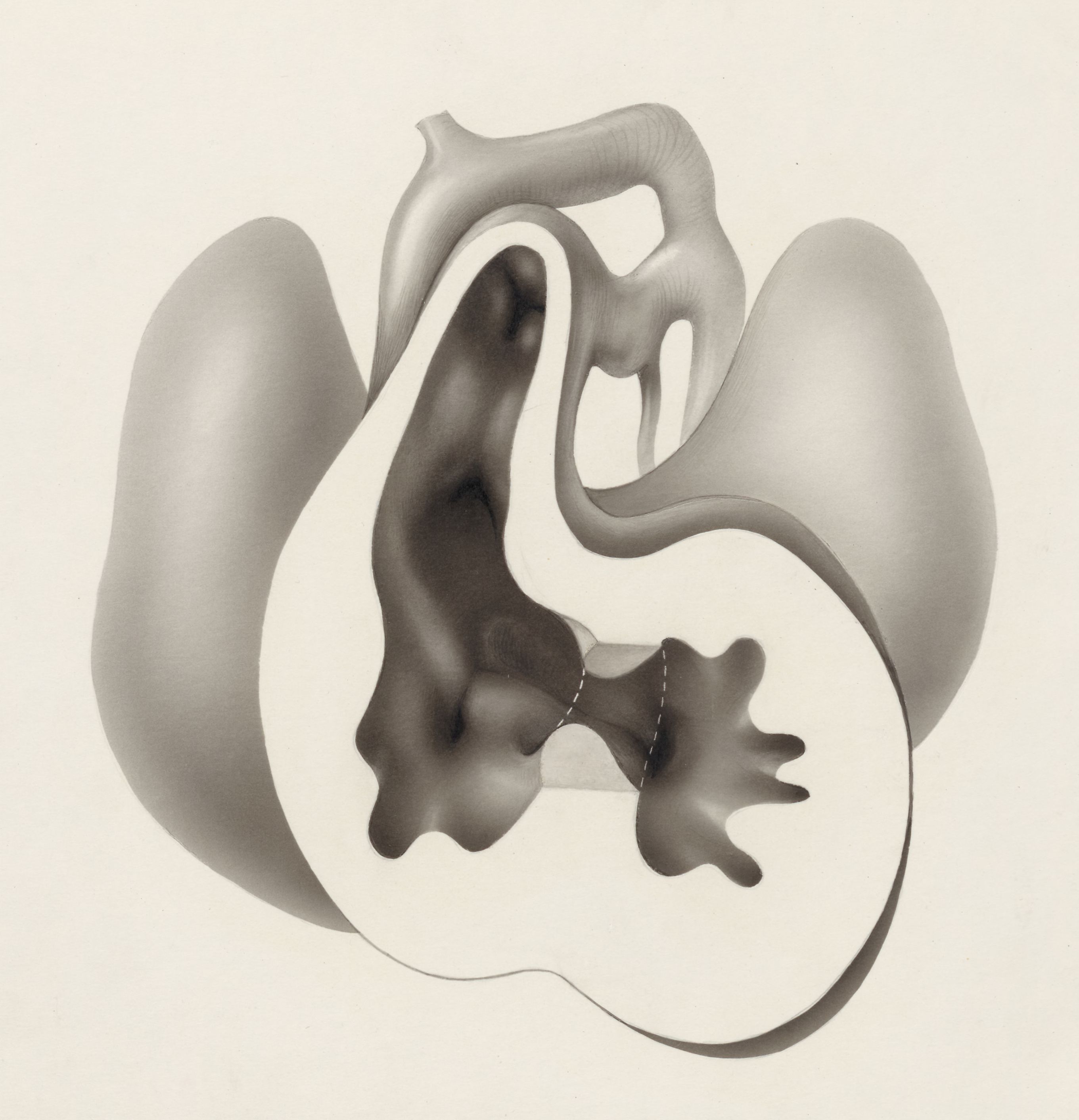 Embryonic heart