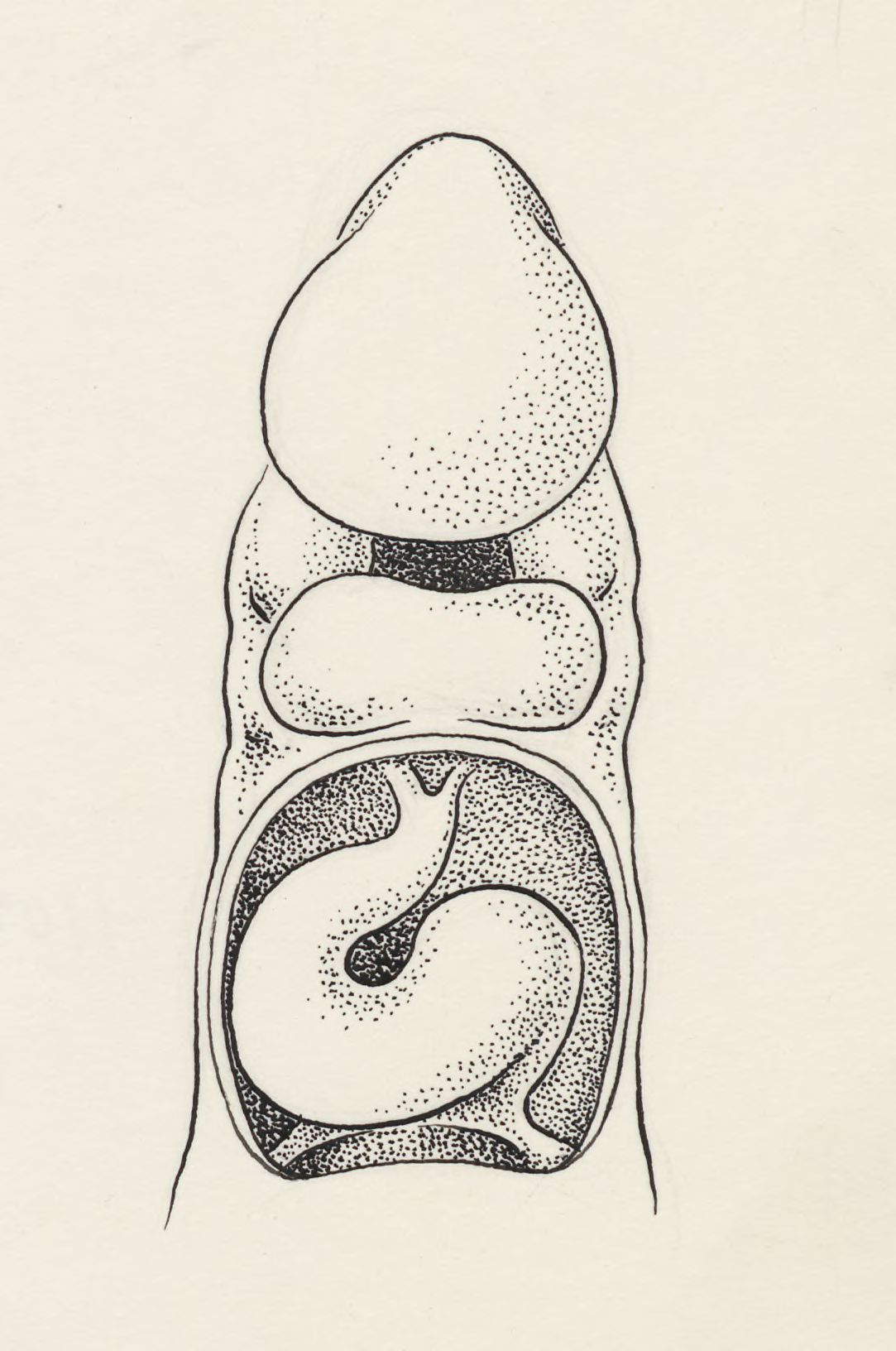 Embryonic heart